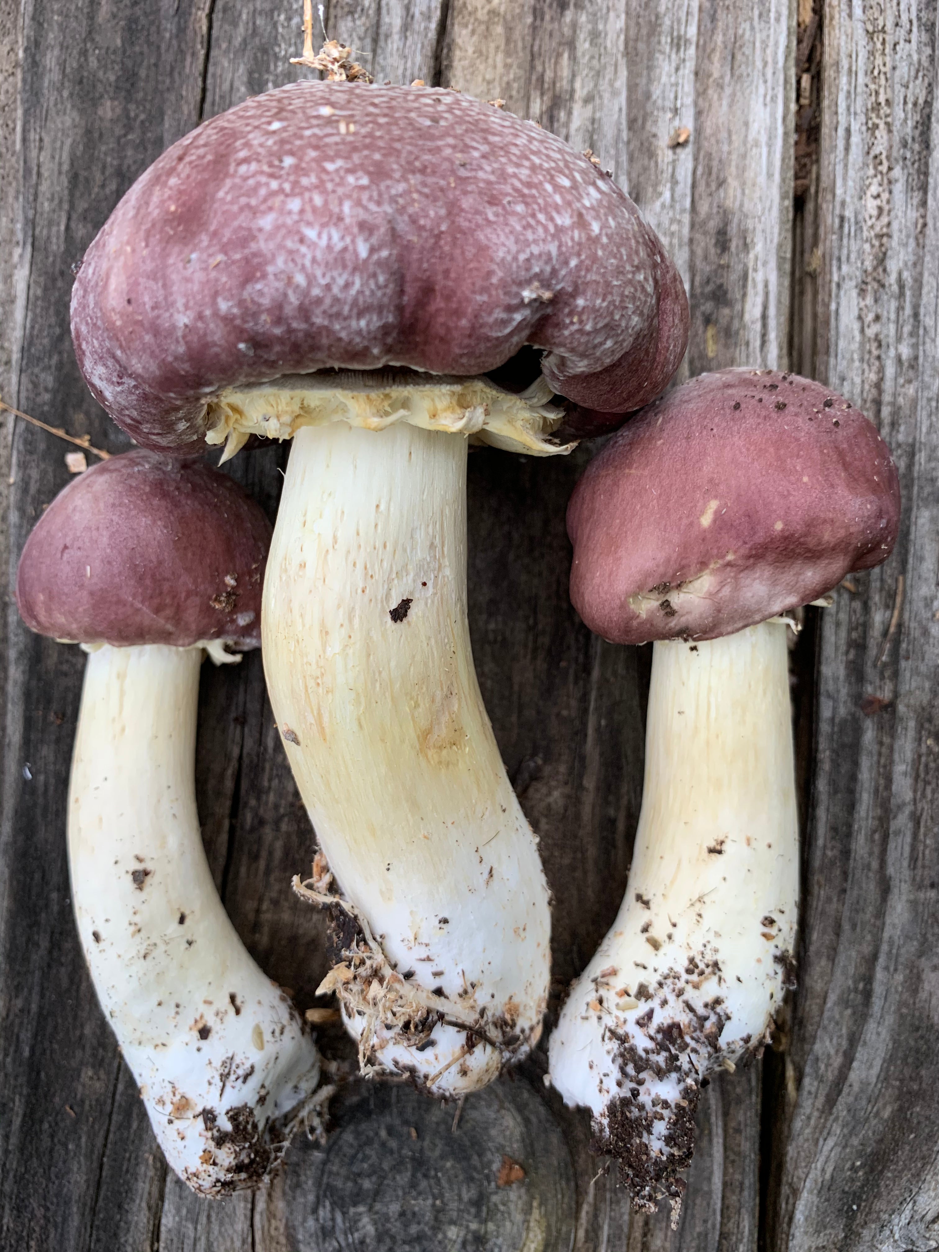 Wine Cap Living Mulch Stropharia Rugoso-Anulata Mushroom Spawn