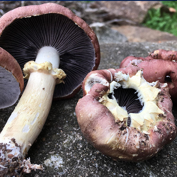 Wine Cap Living Mulch Stropharia Rugoso-Anulata Mushroom Spawn