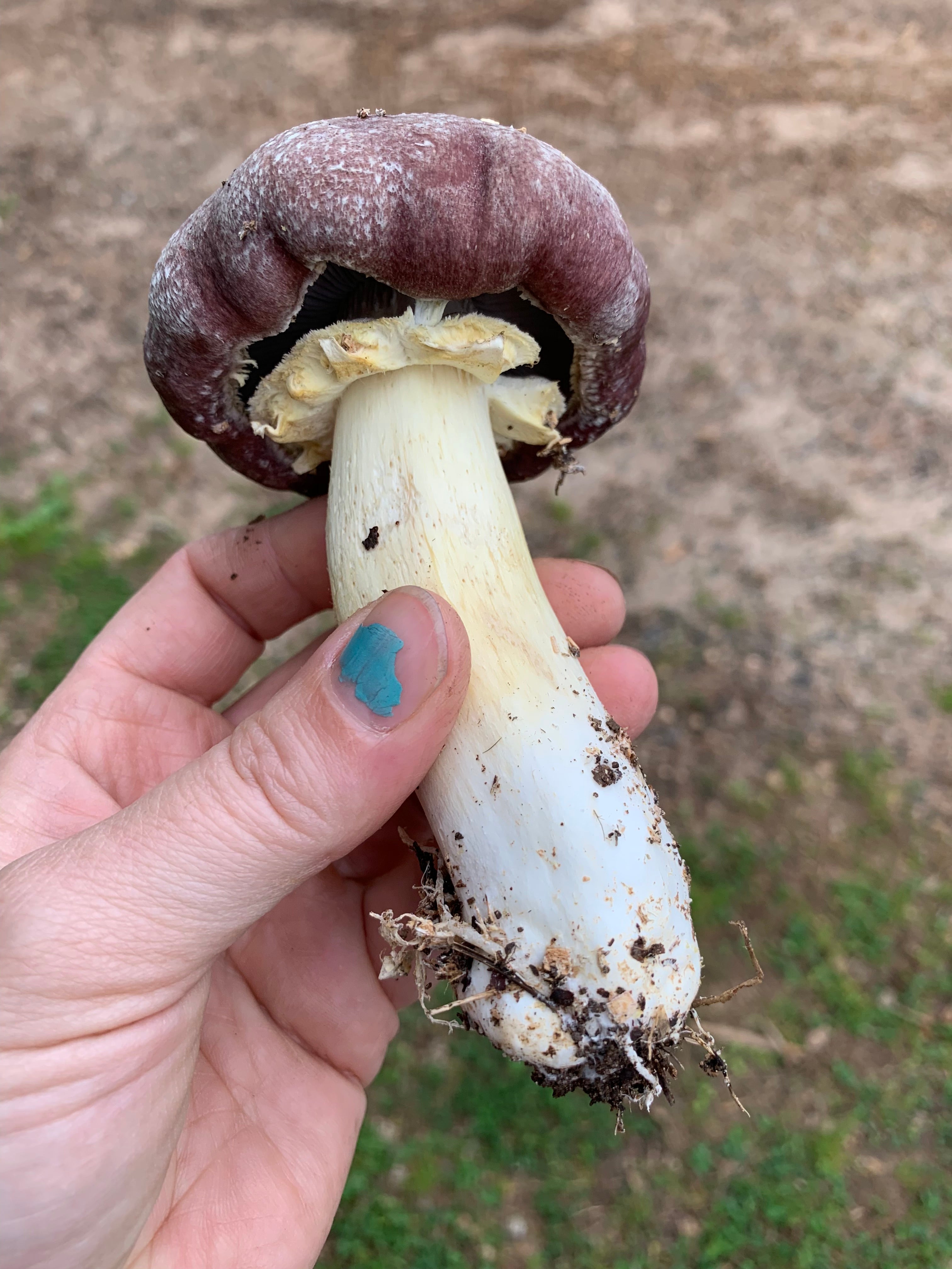 Wine Cap Living Mulch Stropharia Rugoso-Anulata Mushroom Spawn
