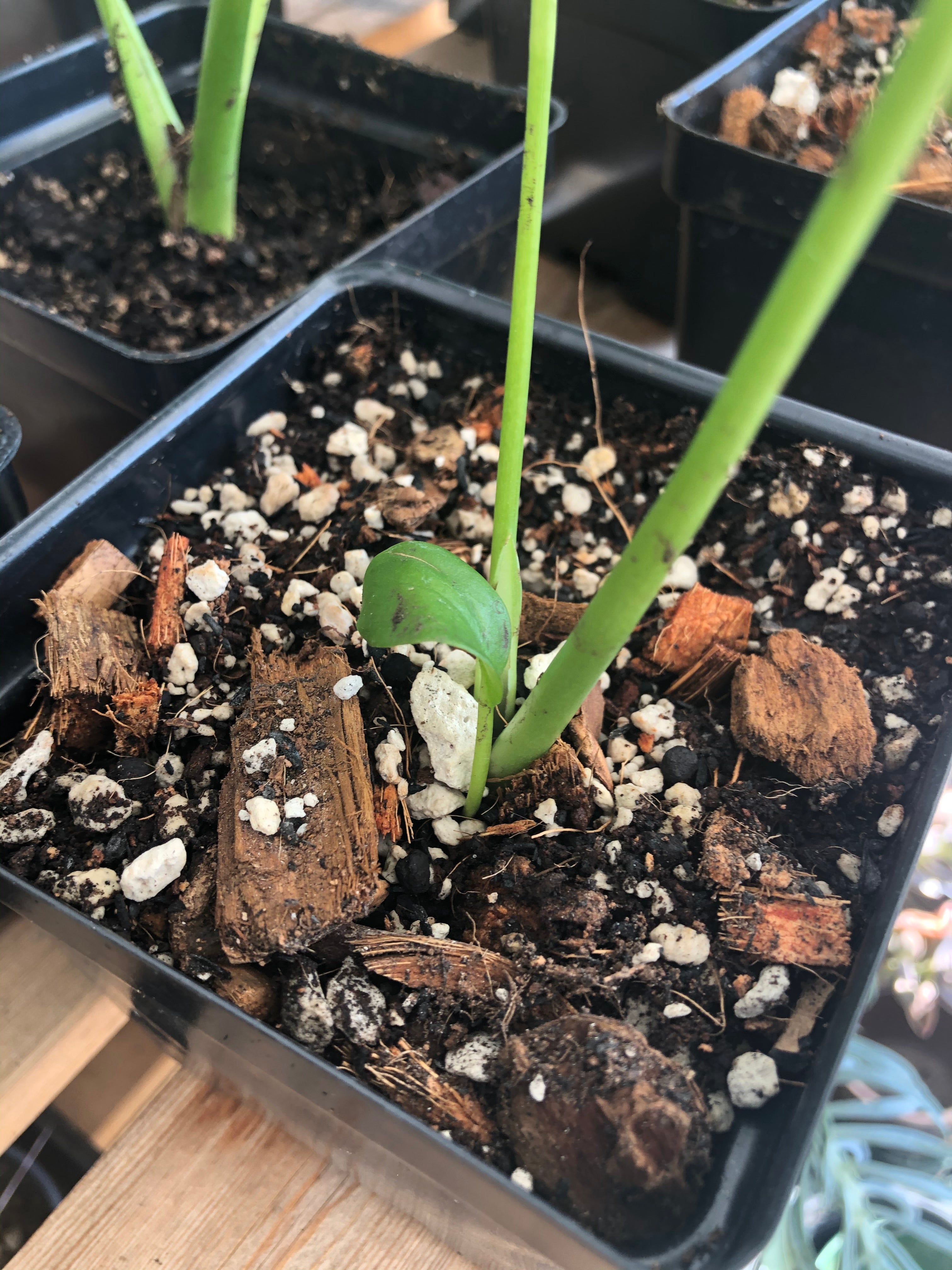 Monstera Premium Potting Mix for Healthy Plant Growth