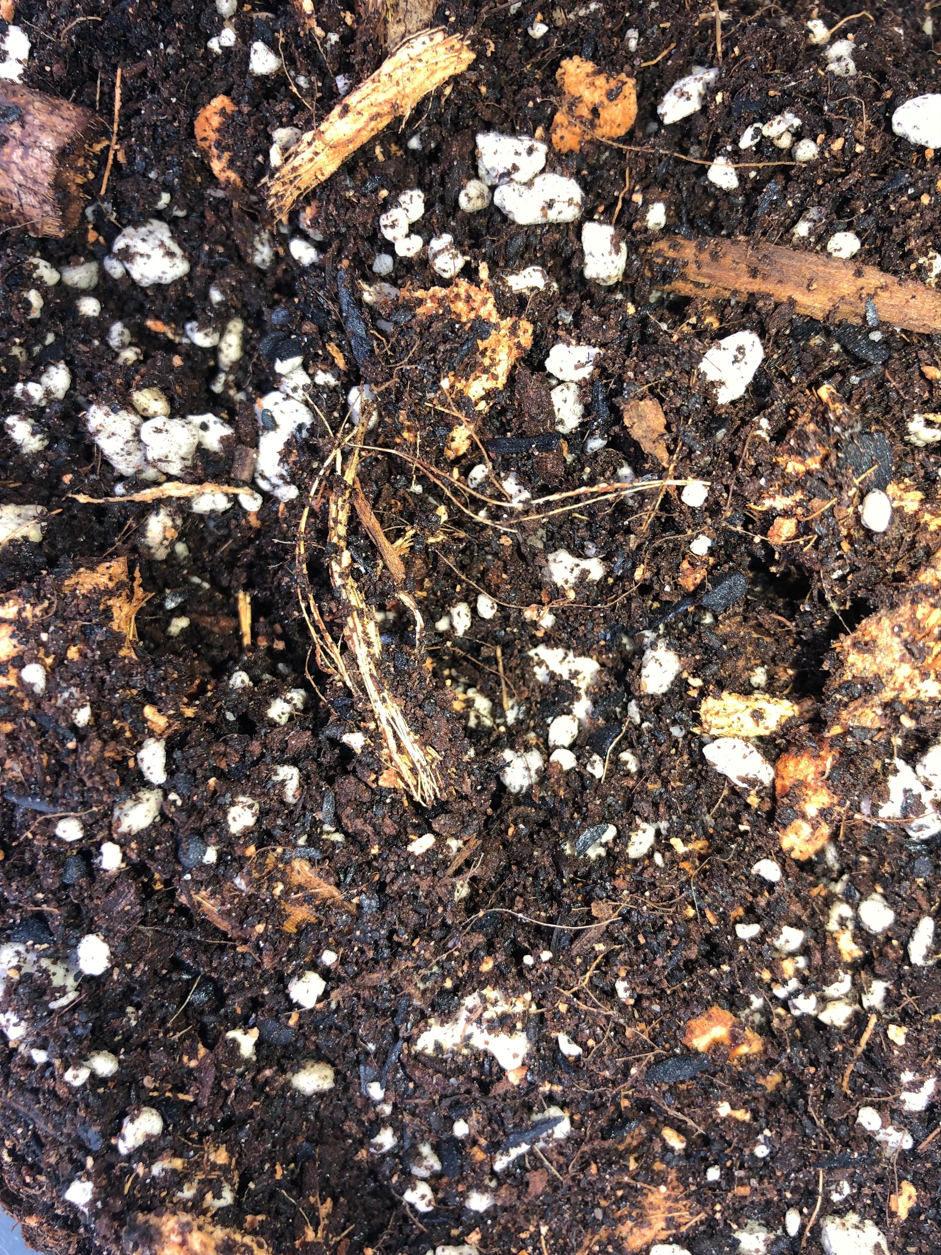 Monstera Premium Potting Mix for Healthy Plant Growth