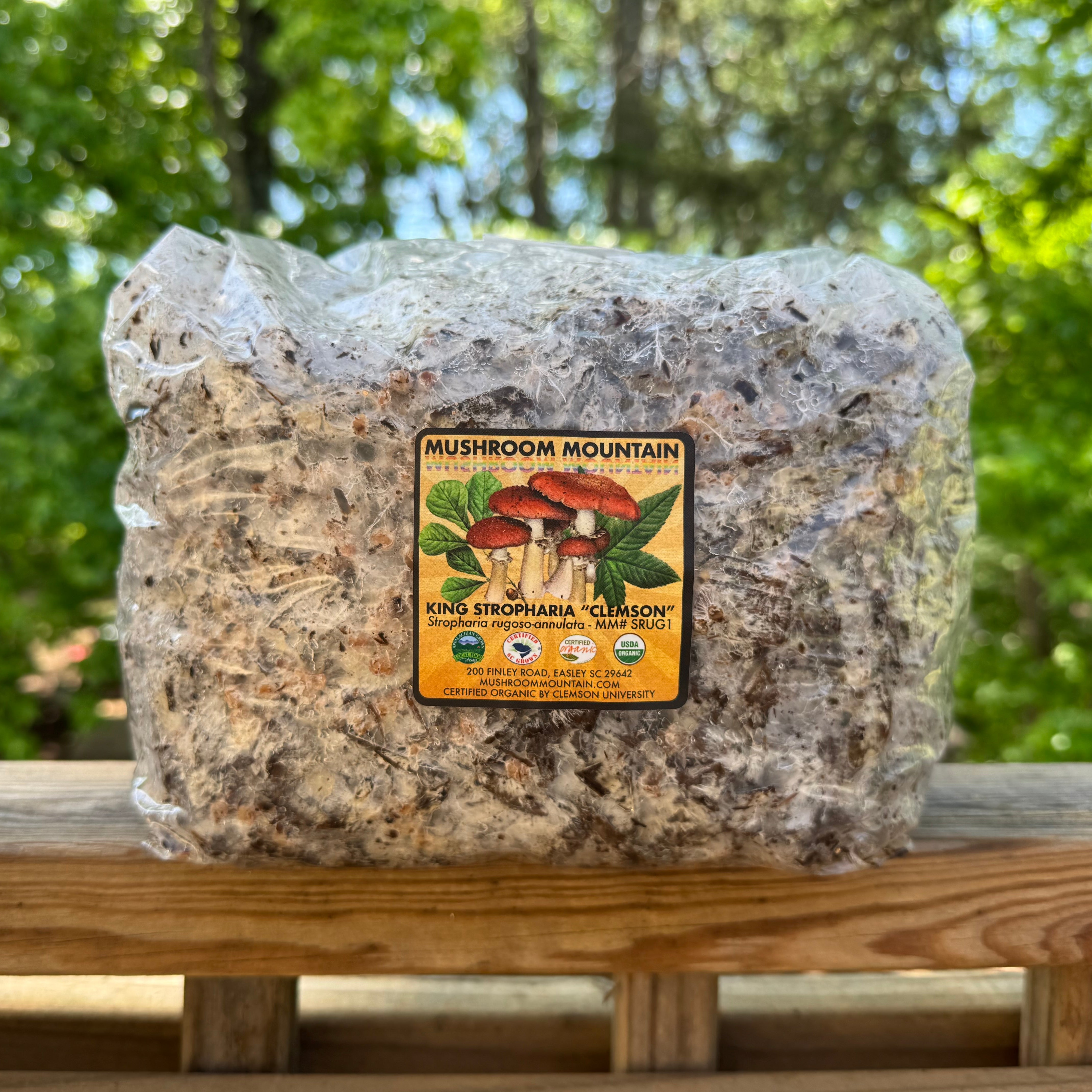 Wine Cap Living Mulch Stropharia Rugoso-Anulata Mushroom Spawn