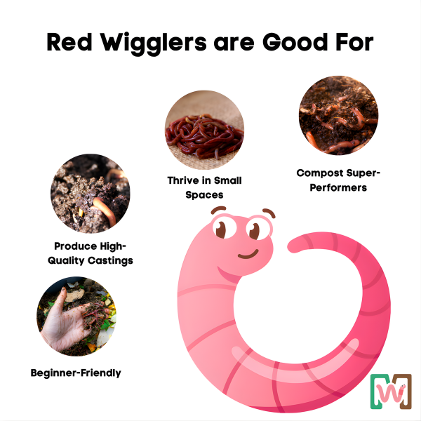 Red Wiggler Composting Worms Living Soil Material Kit
