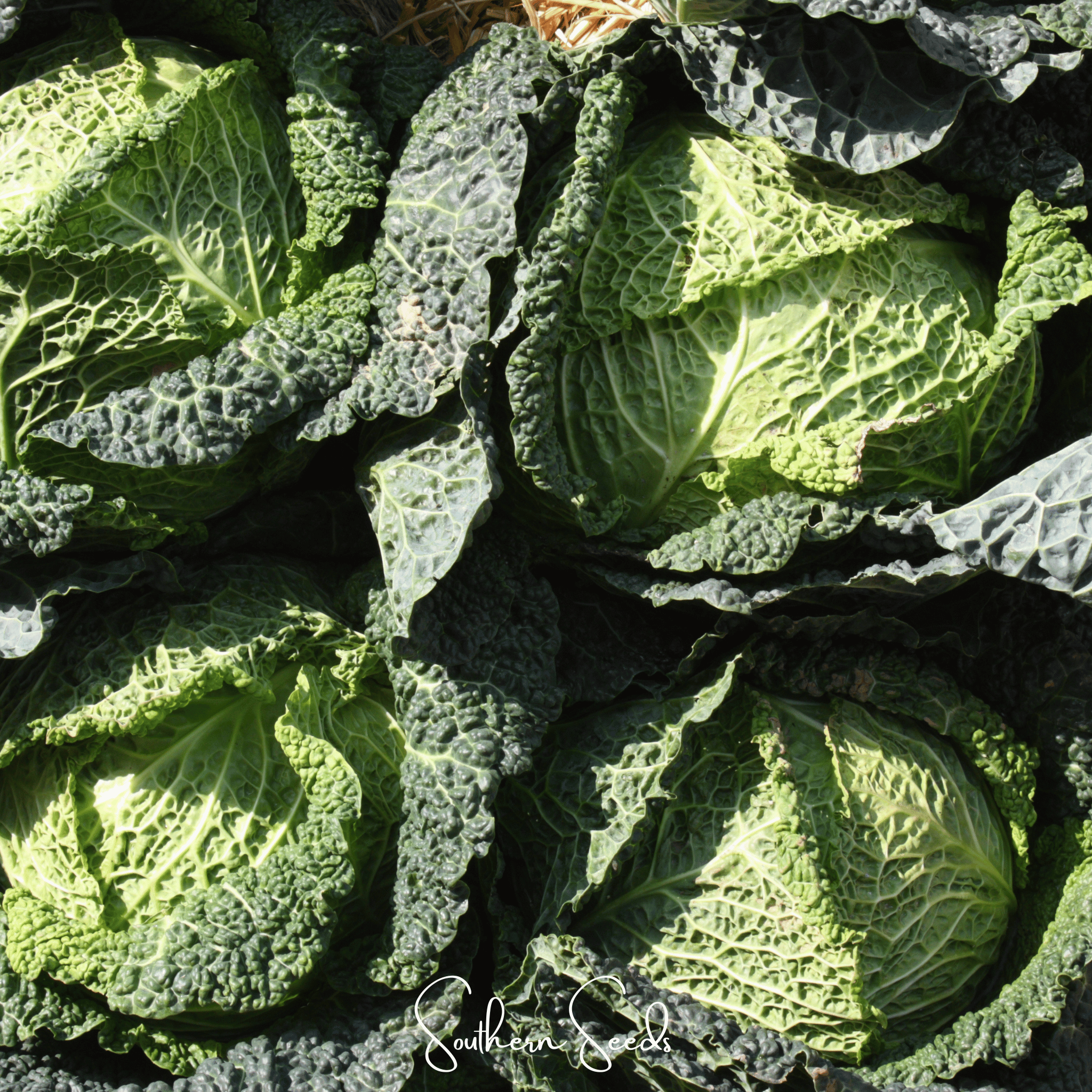 Savoy Cabbage 100 Seeds Heirloom Vegetable Garden Planting Pack Fresh