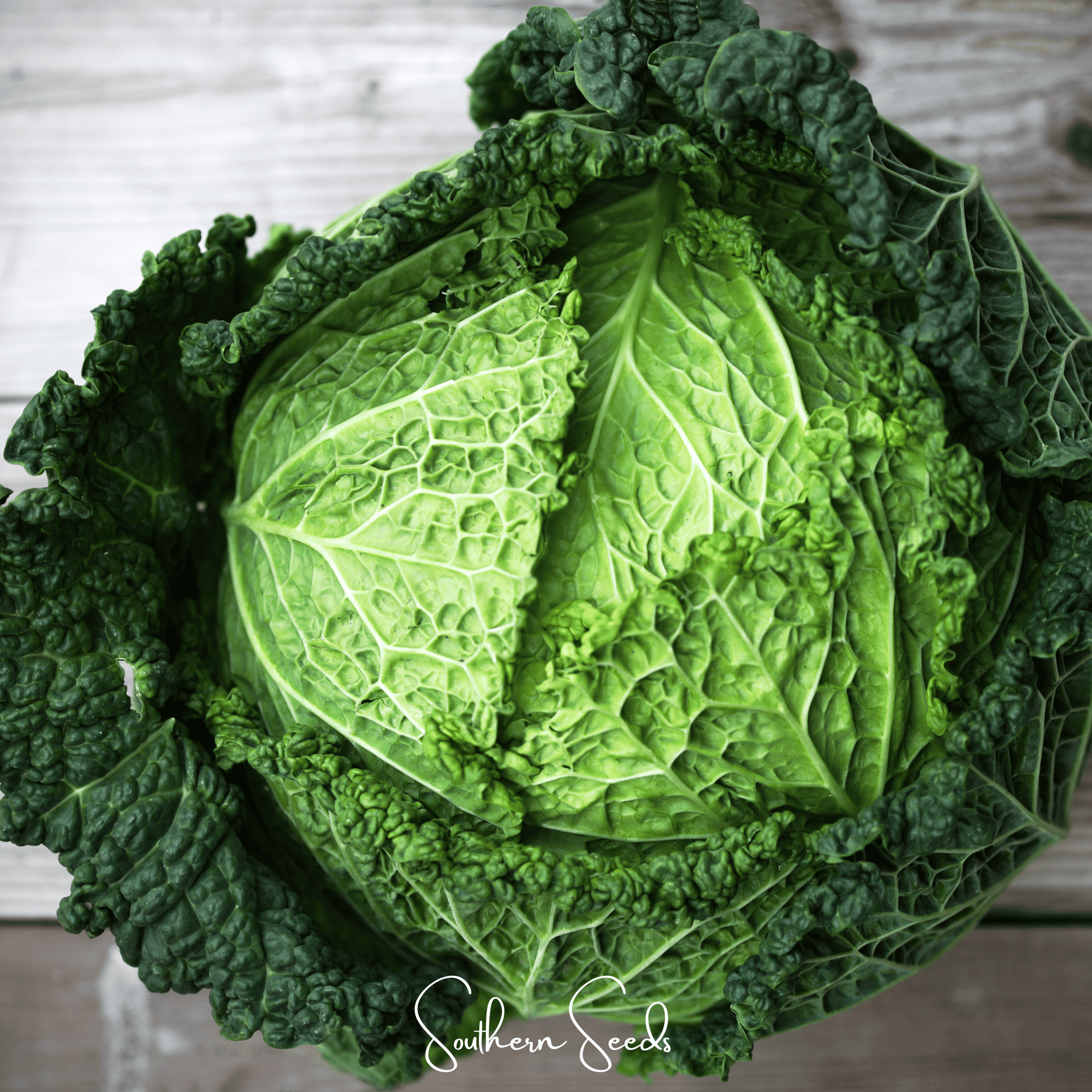 Savoy Cabbage 100 Seeds Heirloom Vegetable Garden Planting Pack Fresh