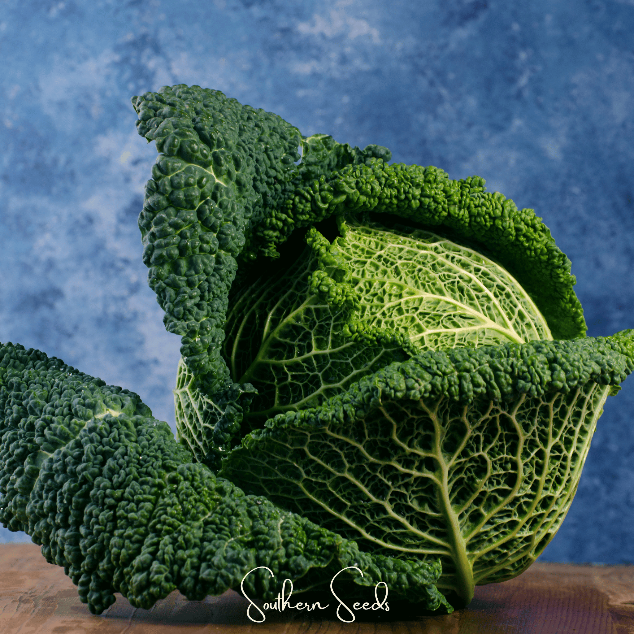 Savoy Cabbage 100 Seeds Heirloom Vegetable Garden Planting Pack Fresh