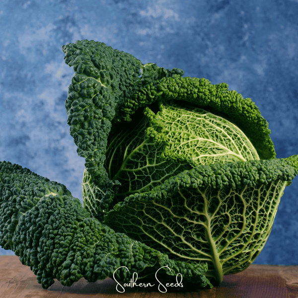 Savoy Cabbage 100 Seeds Heirloom Vegetable Garden Planting Pack Fresh