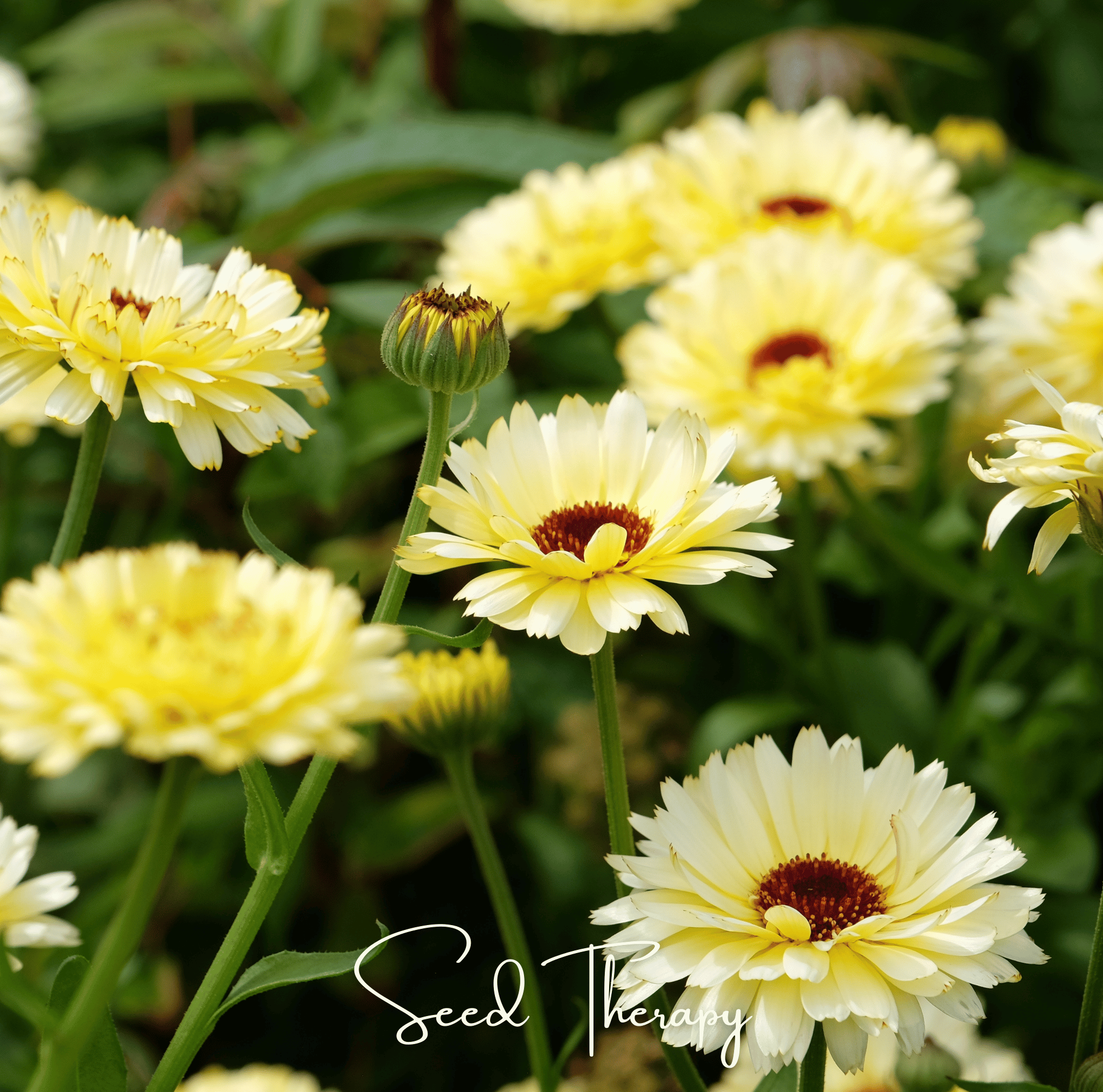 Ivory Princess Calendula 50 Seeds Flower Garden Planting Pack Heirloom