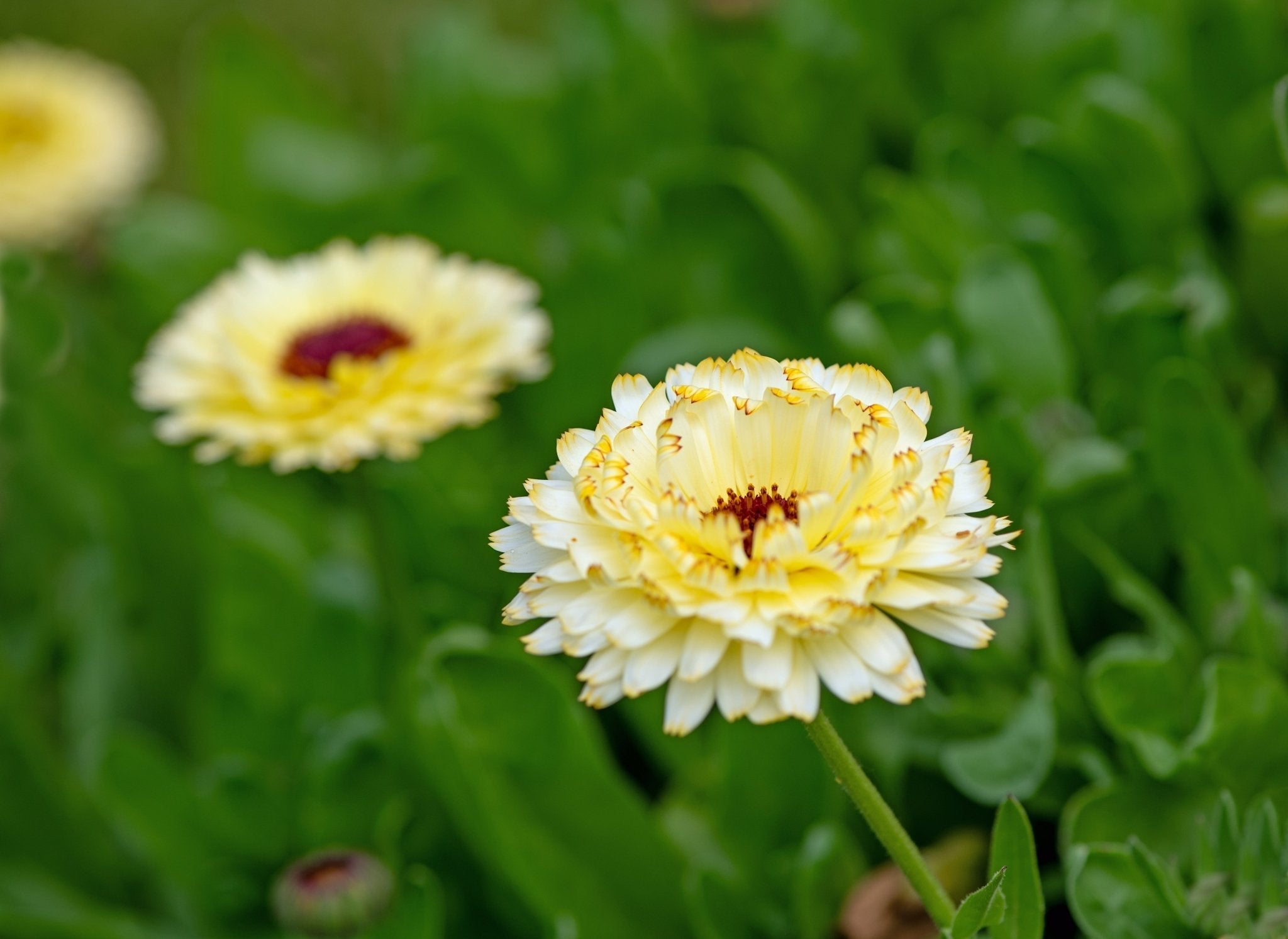 Ivory Princess Calendula 50 Seeds Flower Garden Planting Pack Heirloom