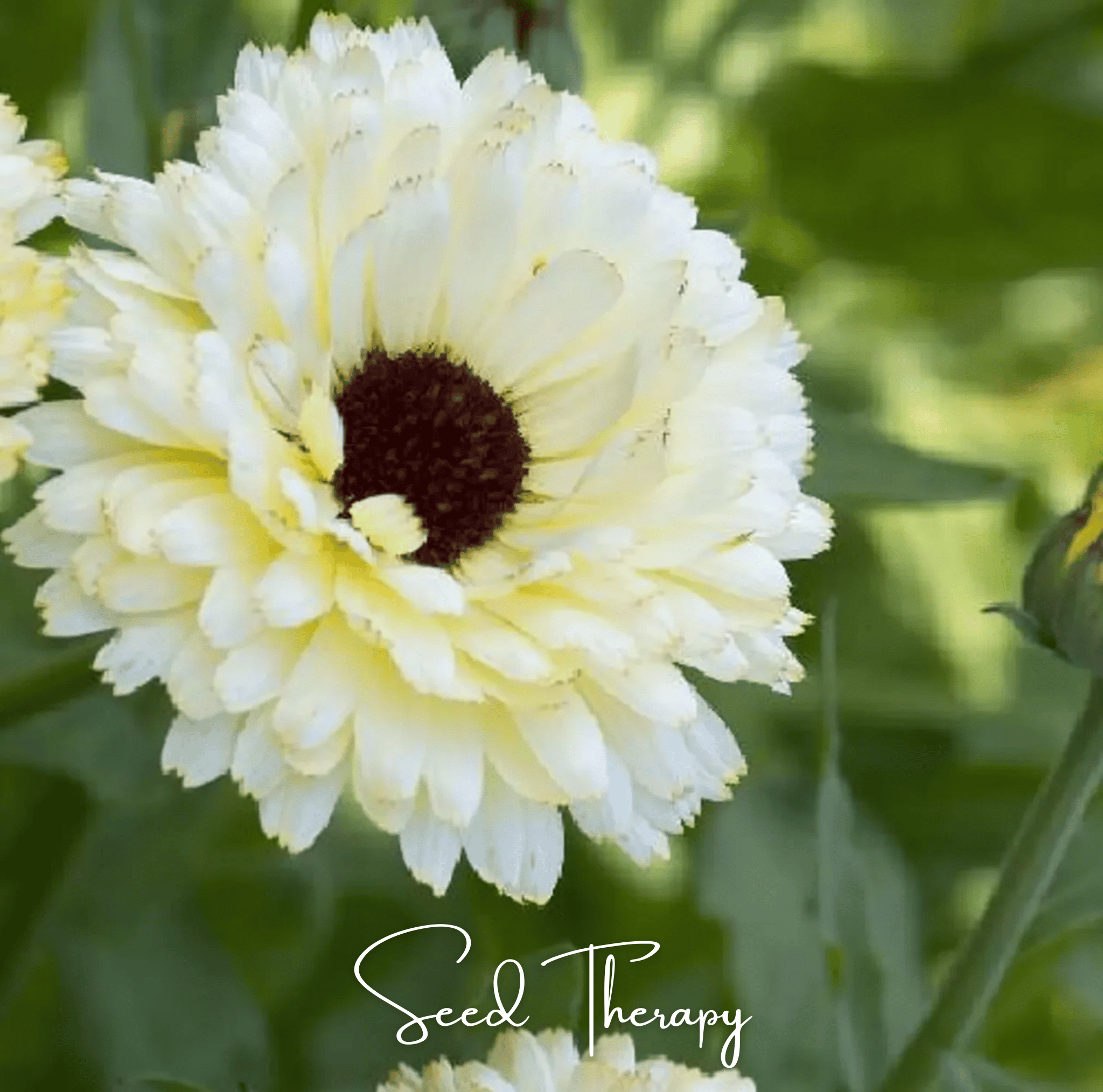 Ivory Princess Calendula 50 Seeds Flower Garden Planting Pack Heirloom
