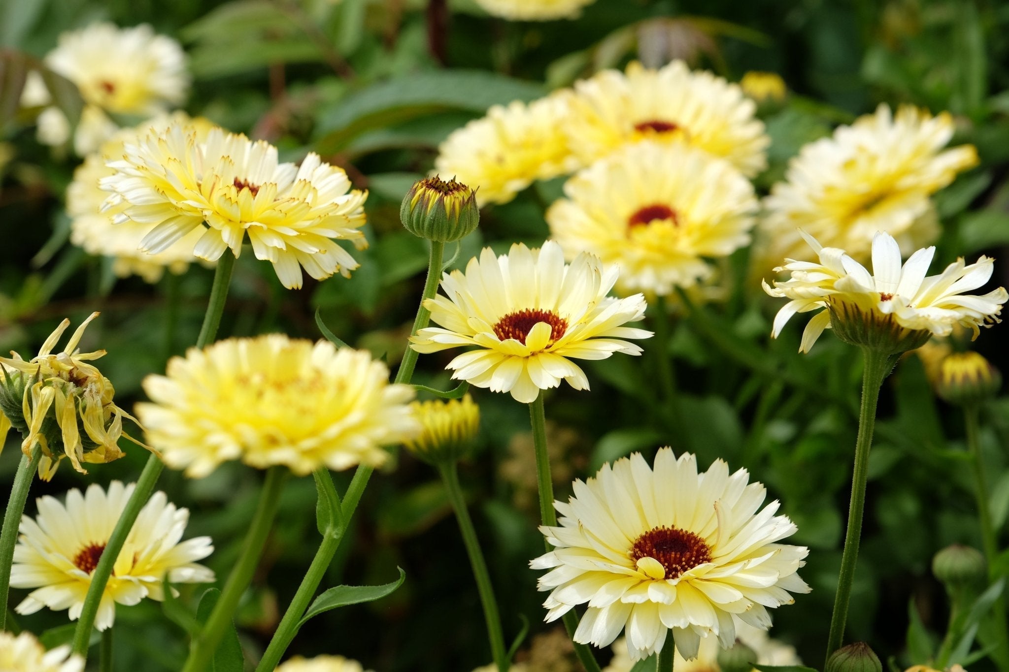 Ivory Princess Calendula 50 Seeds Flower Garden Planting Pack Heirloom