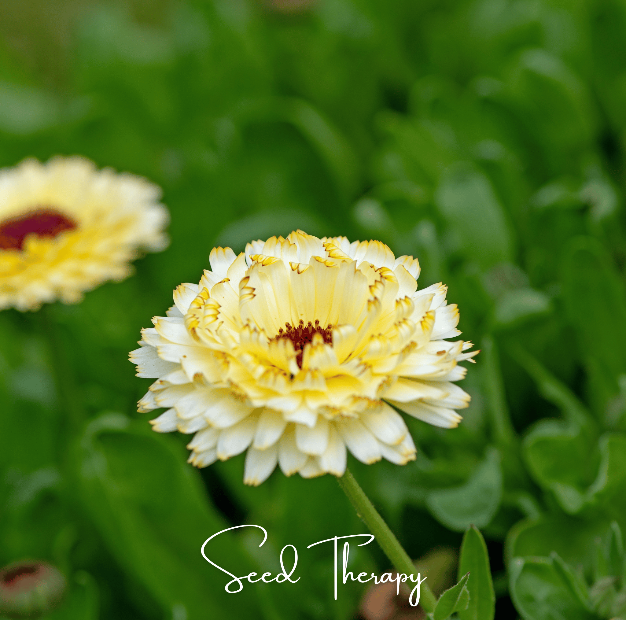 Ivory Princess Calendula 50 Seeds Flower Garden Planting Pack Heirloom