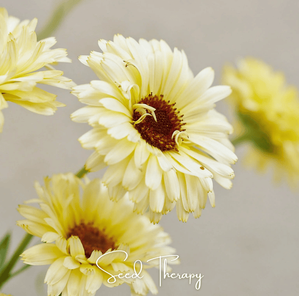 Ivory Princess Calendula 50 Seeds Flower Garden Planting Pack Heirloom