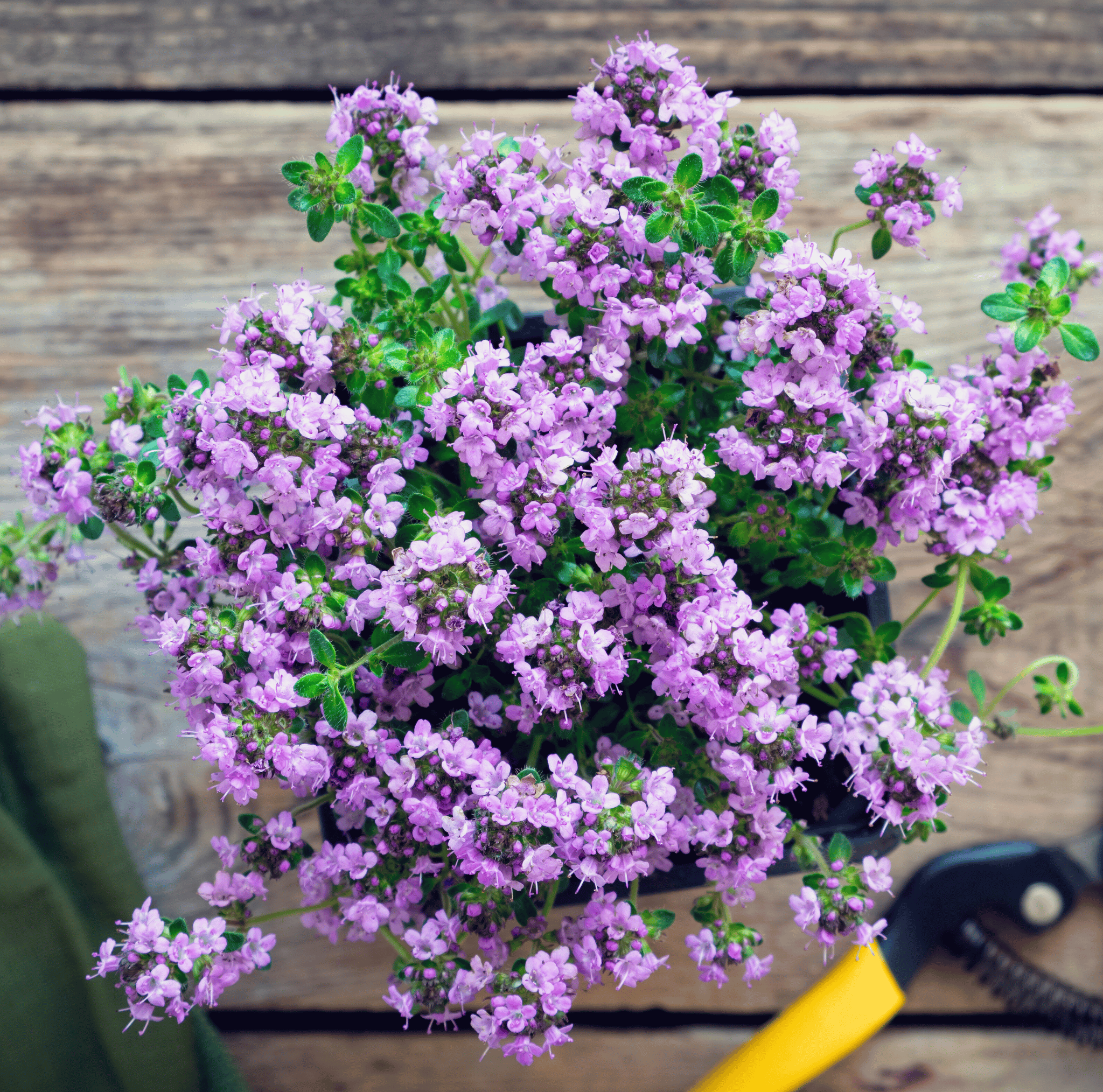 Creeping Thyme Herb Seeds – 250 Pieces Ground Cover