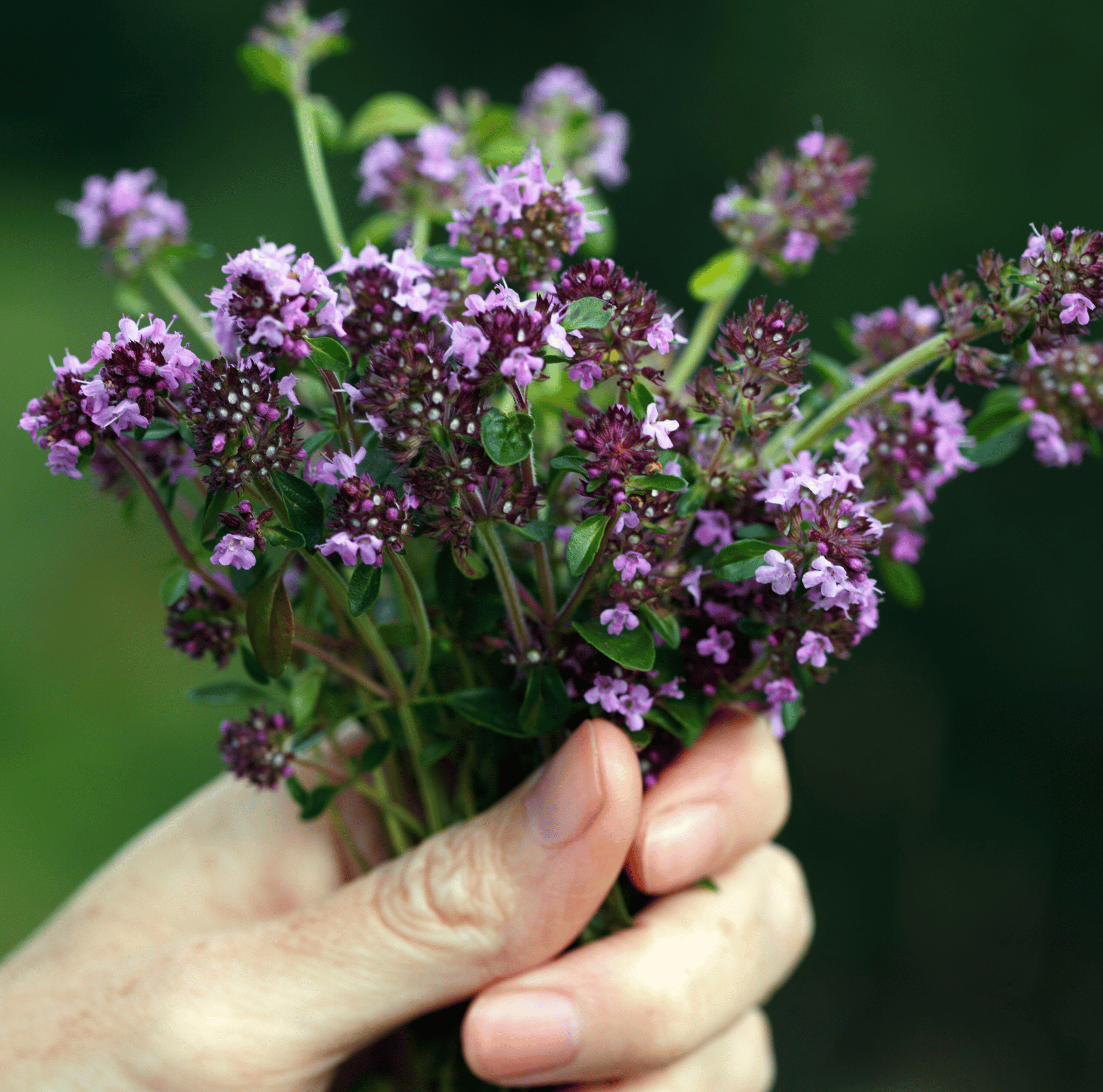 Creeping Thyme Herb Seeds – 250 Pieces Ground Cover