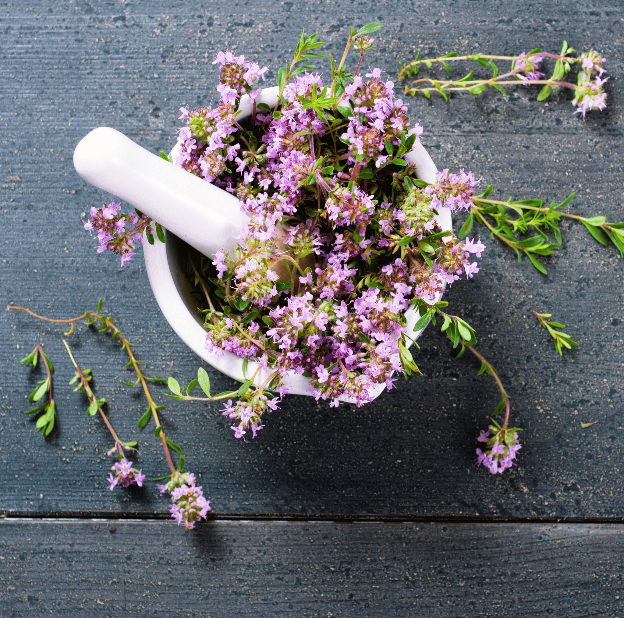 Creeping Thyme Herb Seeds – 250 Pieces Ground Cover