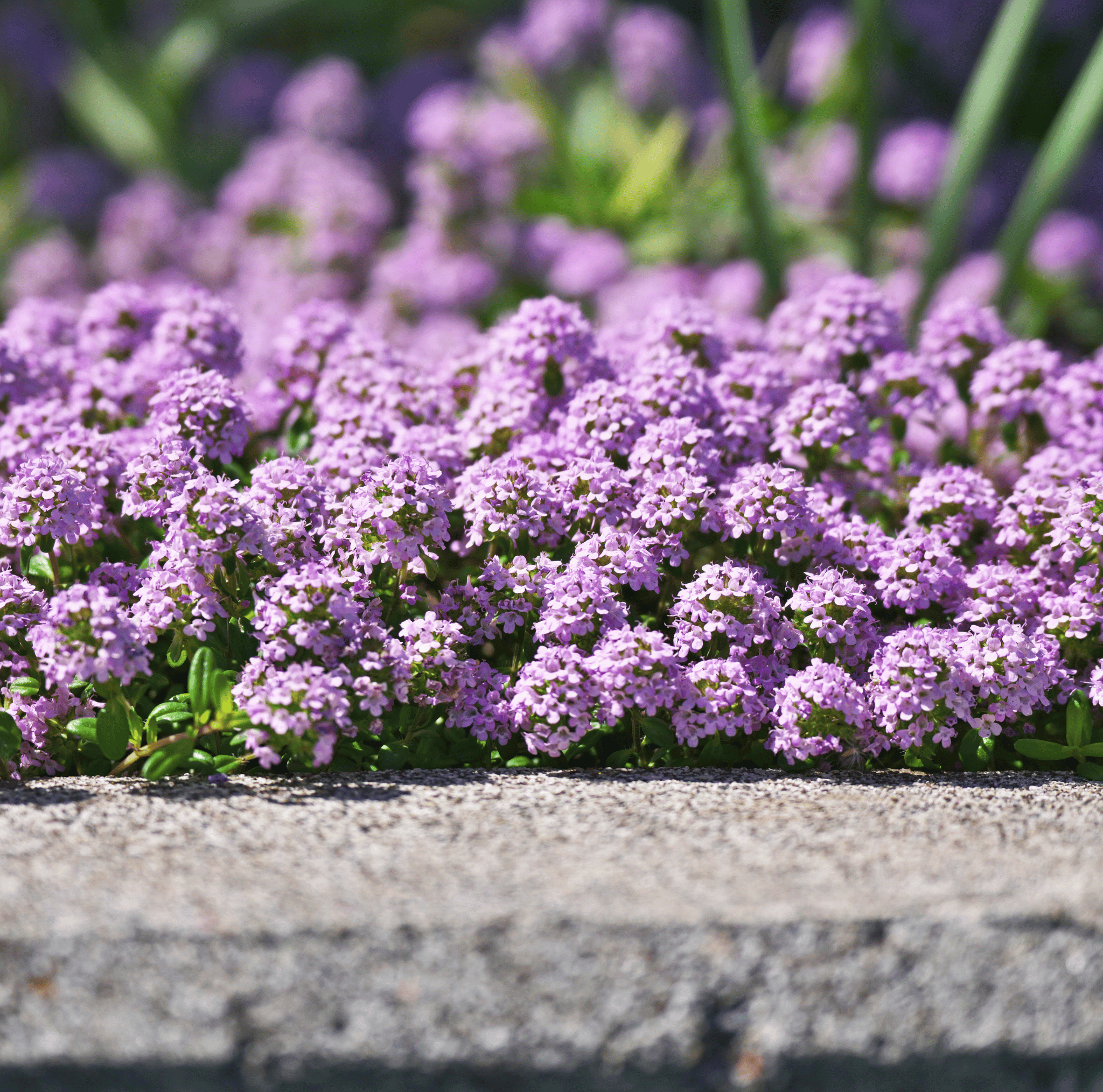 Creeping Thyme Herb Seeds – 250 Pieces Ground Cover