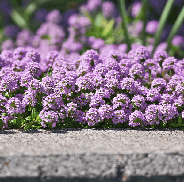 Creeping Thyme Herb Seeds – 250 Pieces Ground Cover