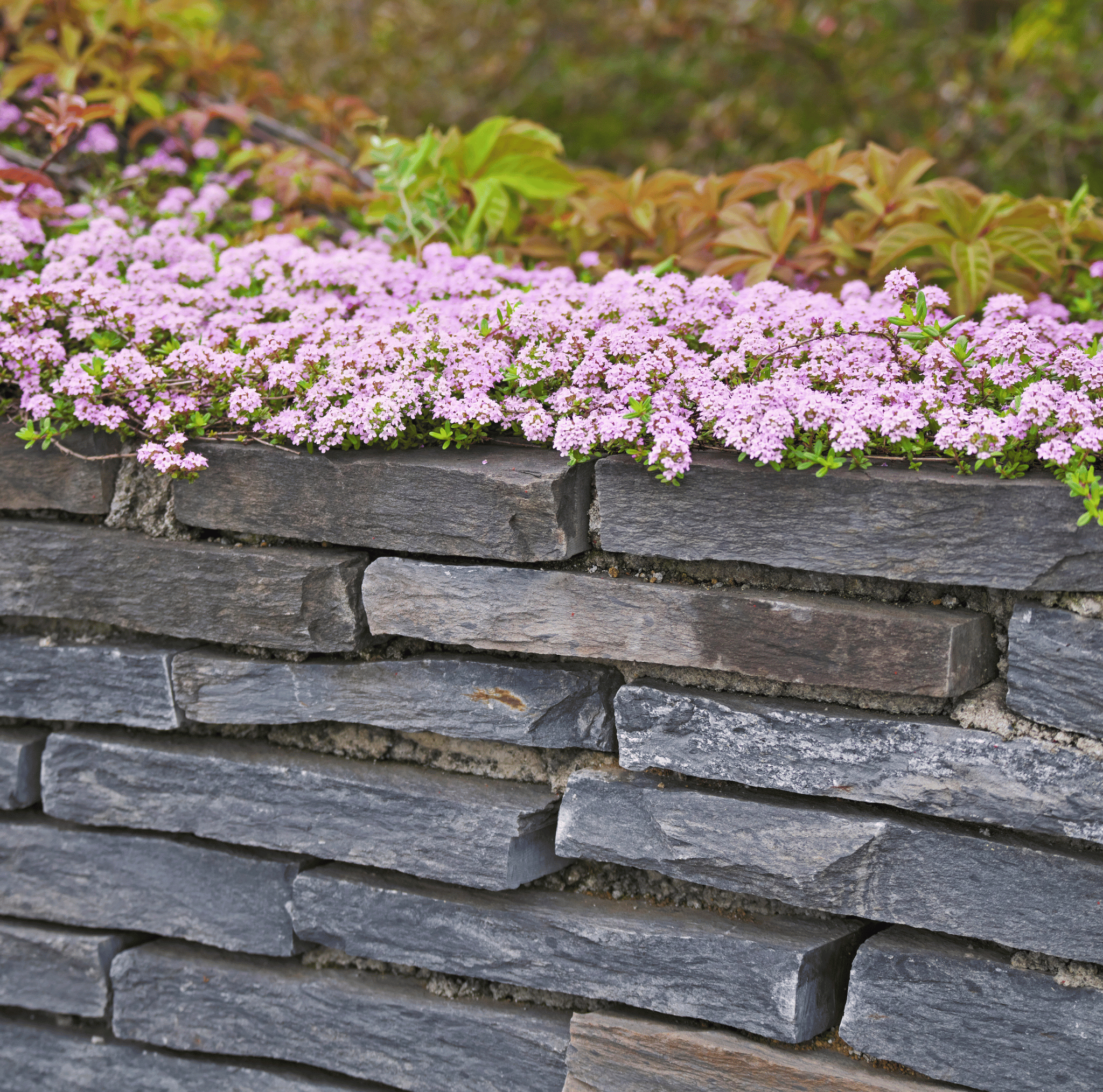 Creeping Thyme Herb Seeds – 250 Pieces Ground Cover