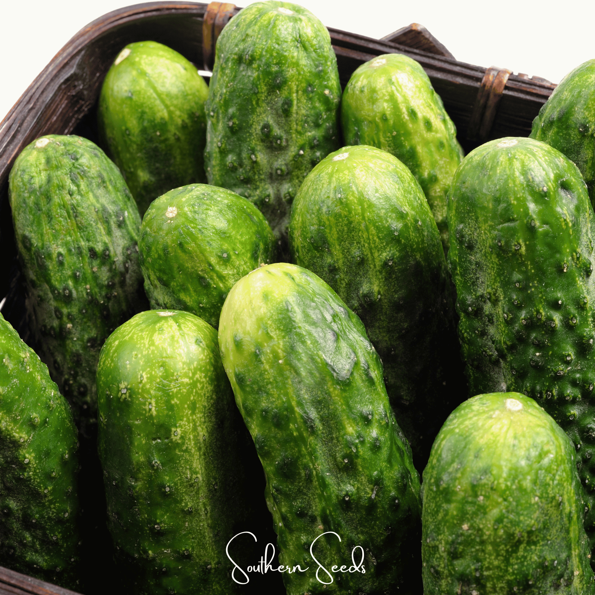 National Pickling Cucumber 30 Seeds Garden Vegetable Planting Pack Fresh