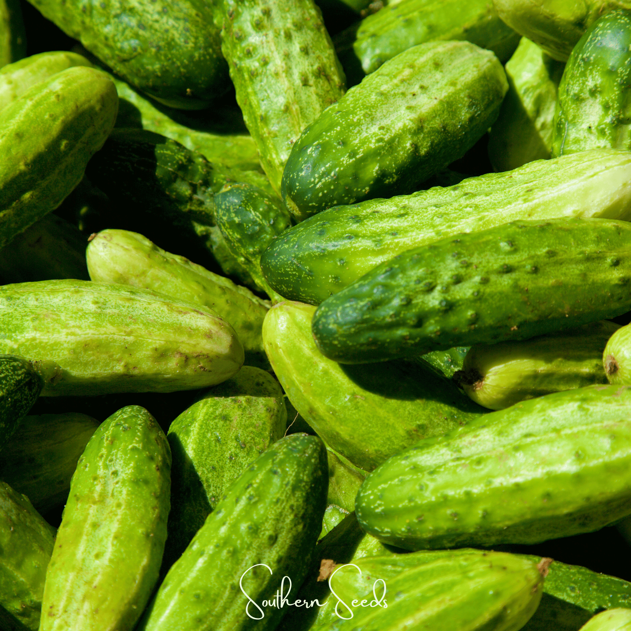 National Pickling Cucumber 30 Seeds Garden Vegetable Planting Pack Fresh