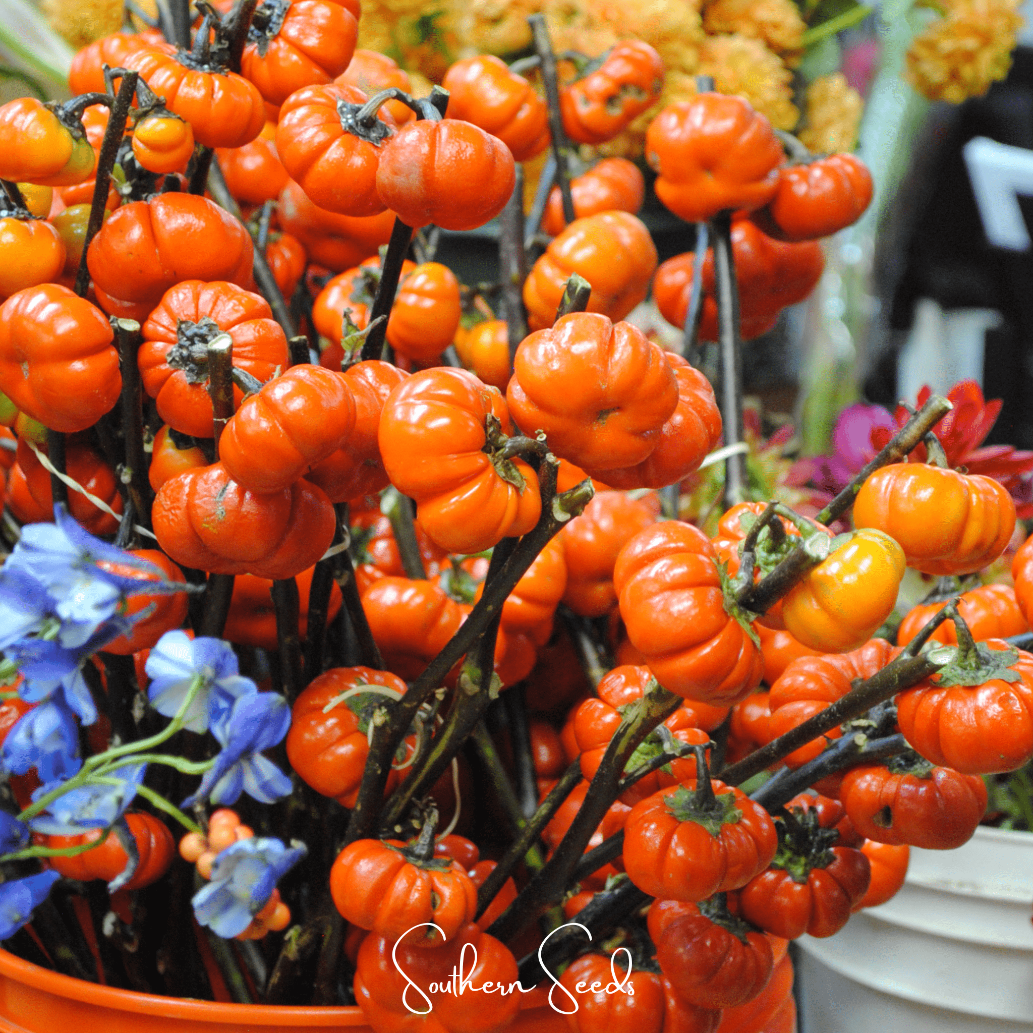 Pumpkin On A Stick Eggplant 15 Seeds Ornamental Garden Planting Pack