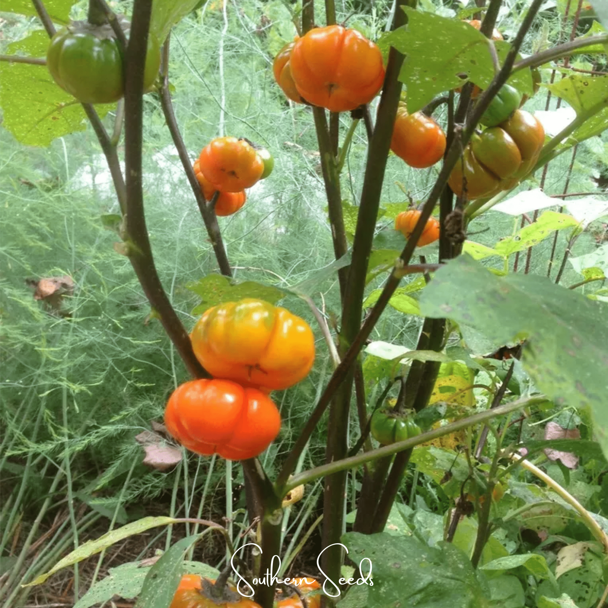 Pumpkin On A Stick Eggplant 15 Seeds Ornamental Garden Planting Pack