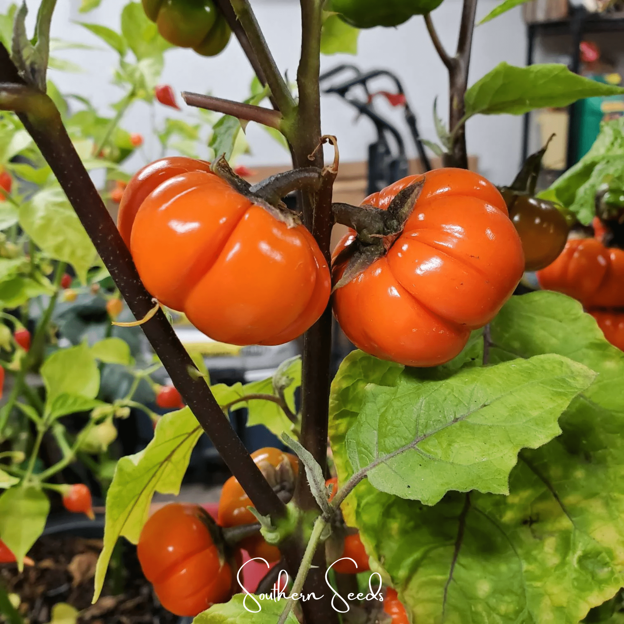 Pumpkin On A Stick Eggplant 15 Seeds Ornamental Garden Planting Pack