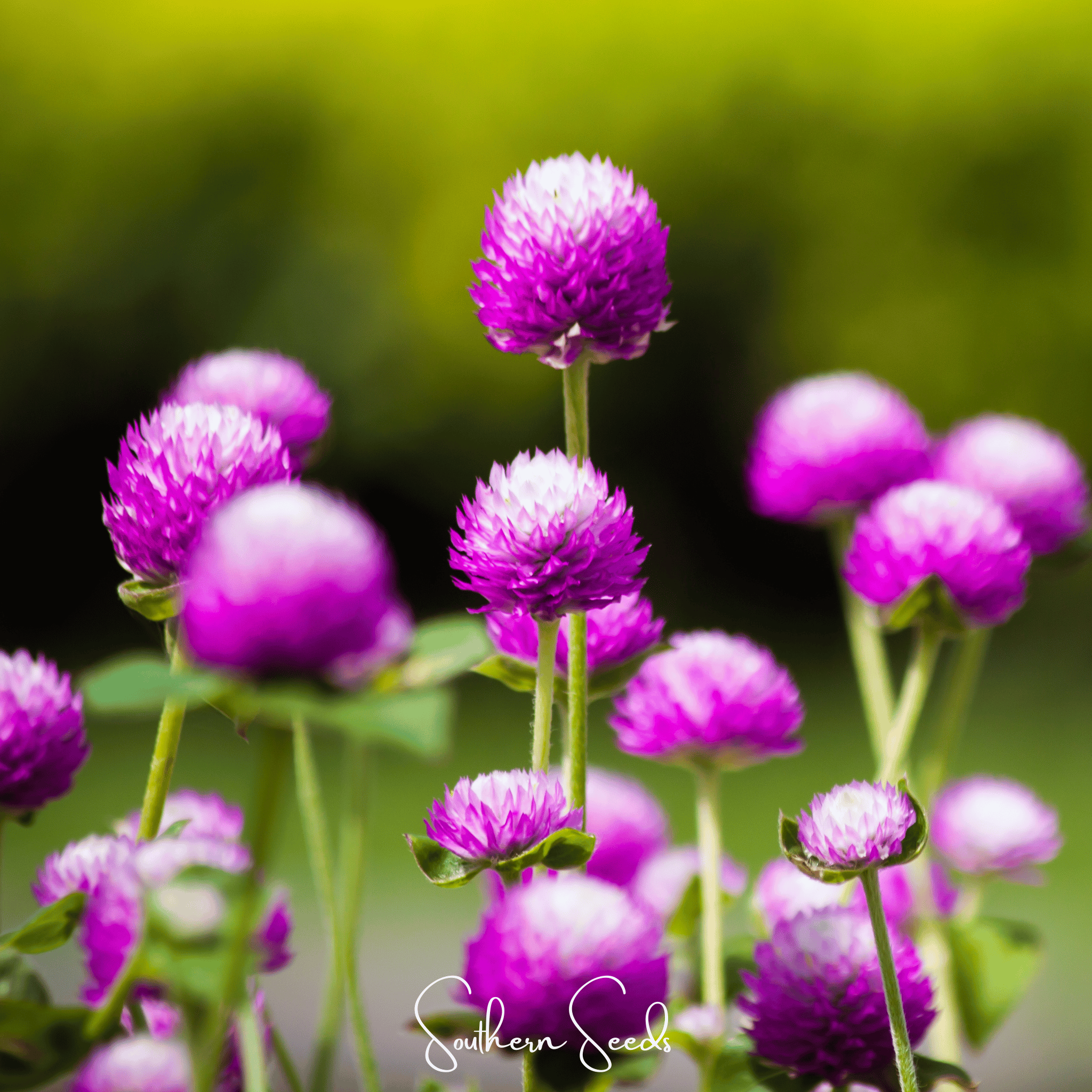 Globosa Mix Gomphrena 50 Seeds Colorful Flower Garden Planting Pack