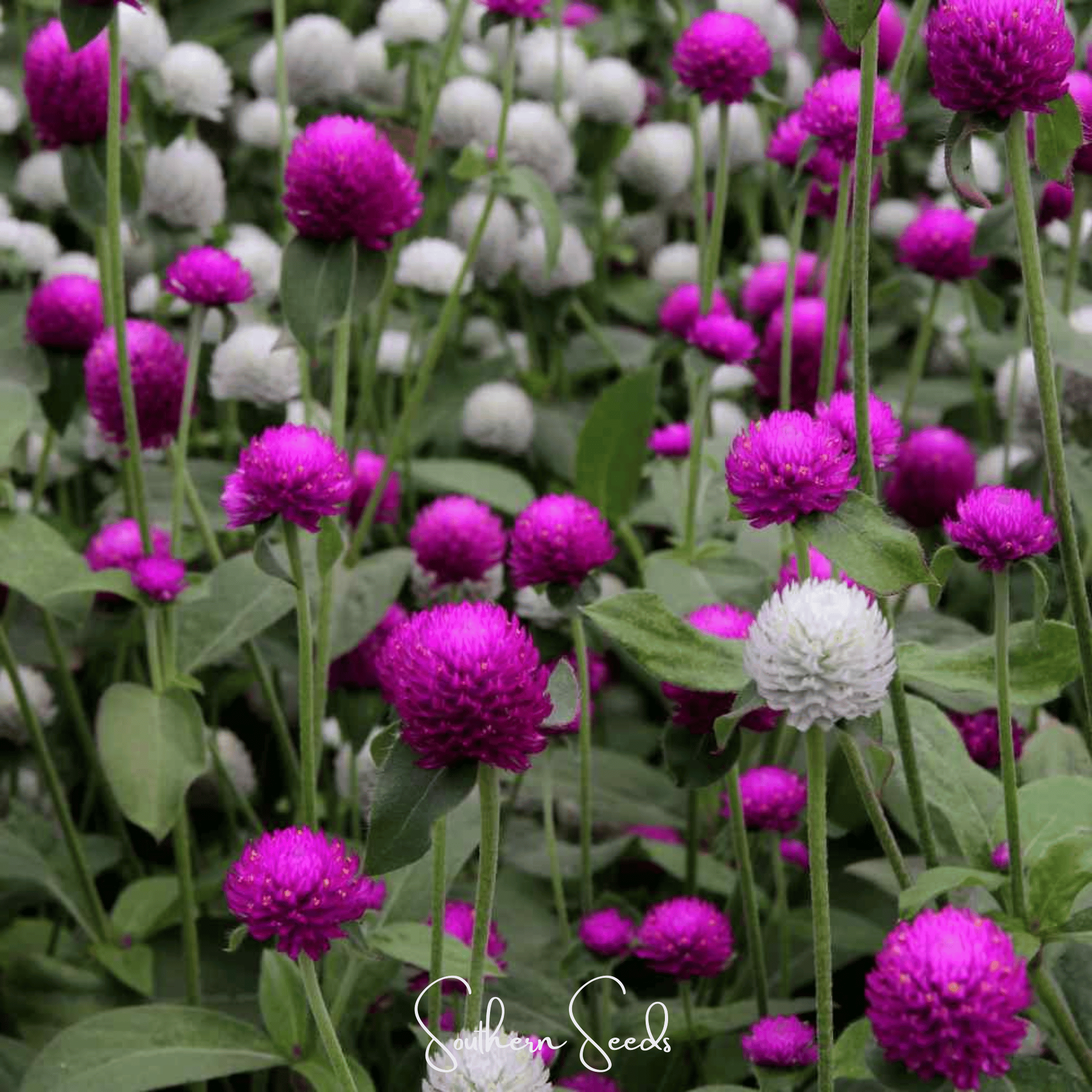 Globosa Mix Gomphrena 50 Seeds Colorful Flower Garden Planting Pack