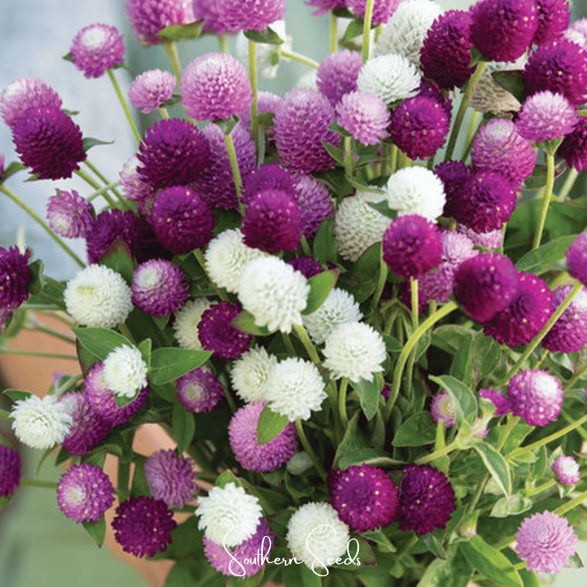 Globosa Mix Gomphrena 50 Seeds Colorful Flower Garden Planting Pack