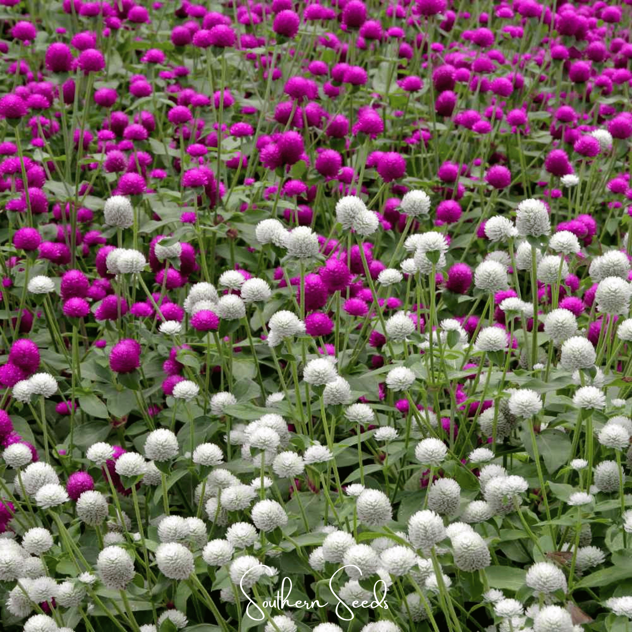 Globosa Mix Gomphrena 50 Seeds Colorful Flower Garden Planting Pack