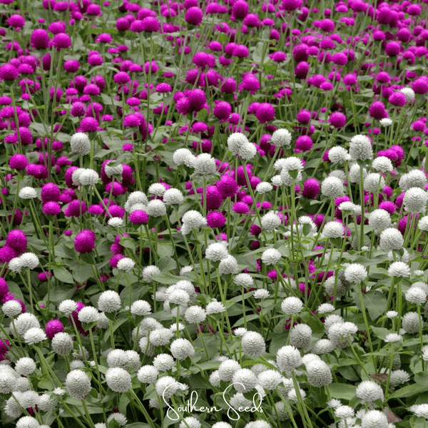 Globosa Mix Gomphrena 50 Seeds Colorful Flower Garden Planting Pack