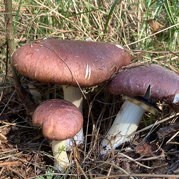 Wine Cap Living Mulch Stropharia Rugoso-Anulata Mushroom Spawn
