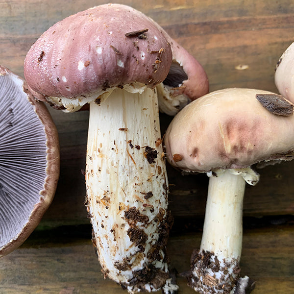 Wine Cap Living Mulch Stropharia Rugoso-Anulata Mushroom Spawn