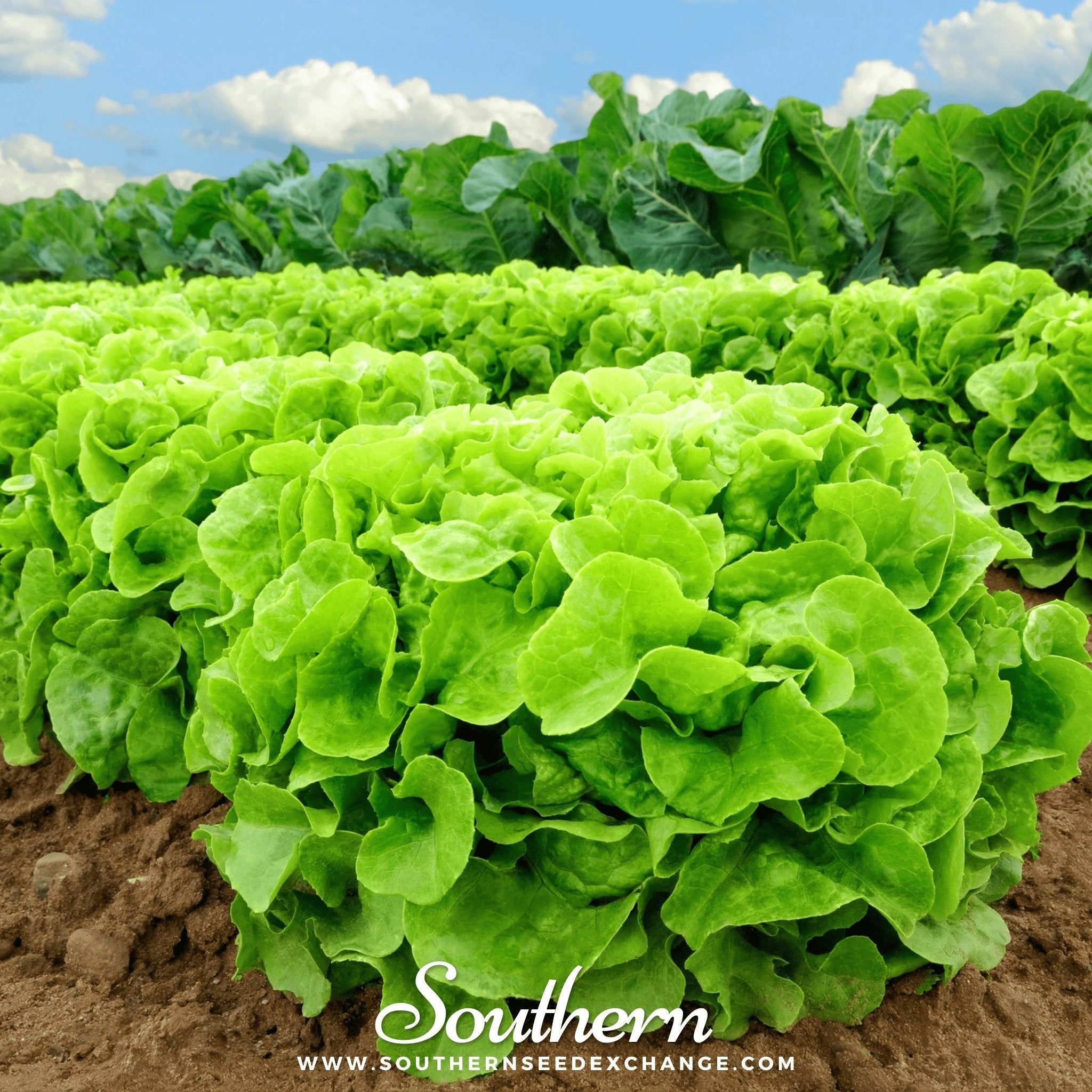 Buttercrunch Lettuce 500 Seeds Fresh Vegetable Garden Planting Pack Heirloom