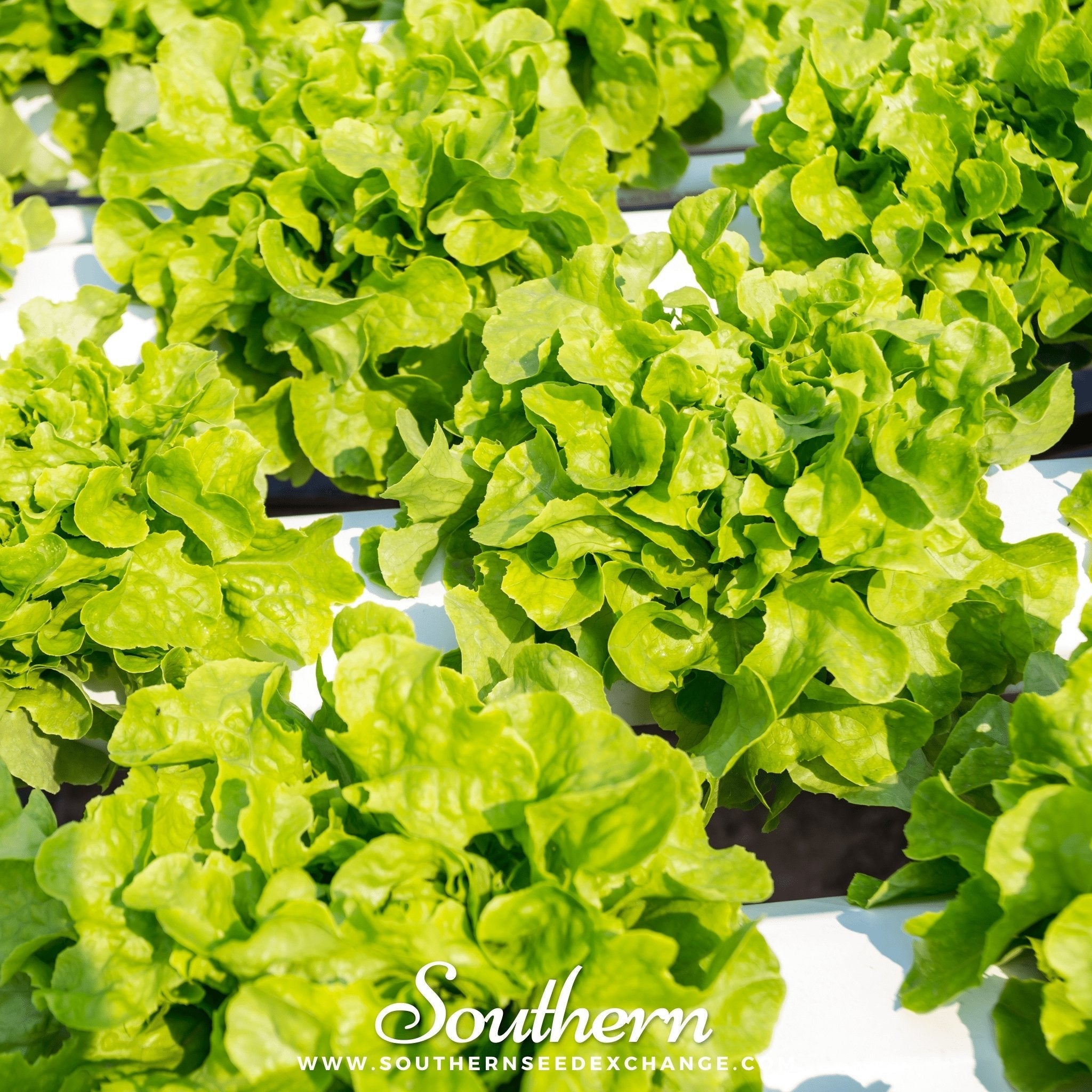 Buttercrunch Lettuce 500 Seeds Fresh Vegetable Garden Planting Pack Heirloom