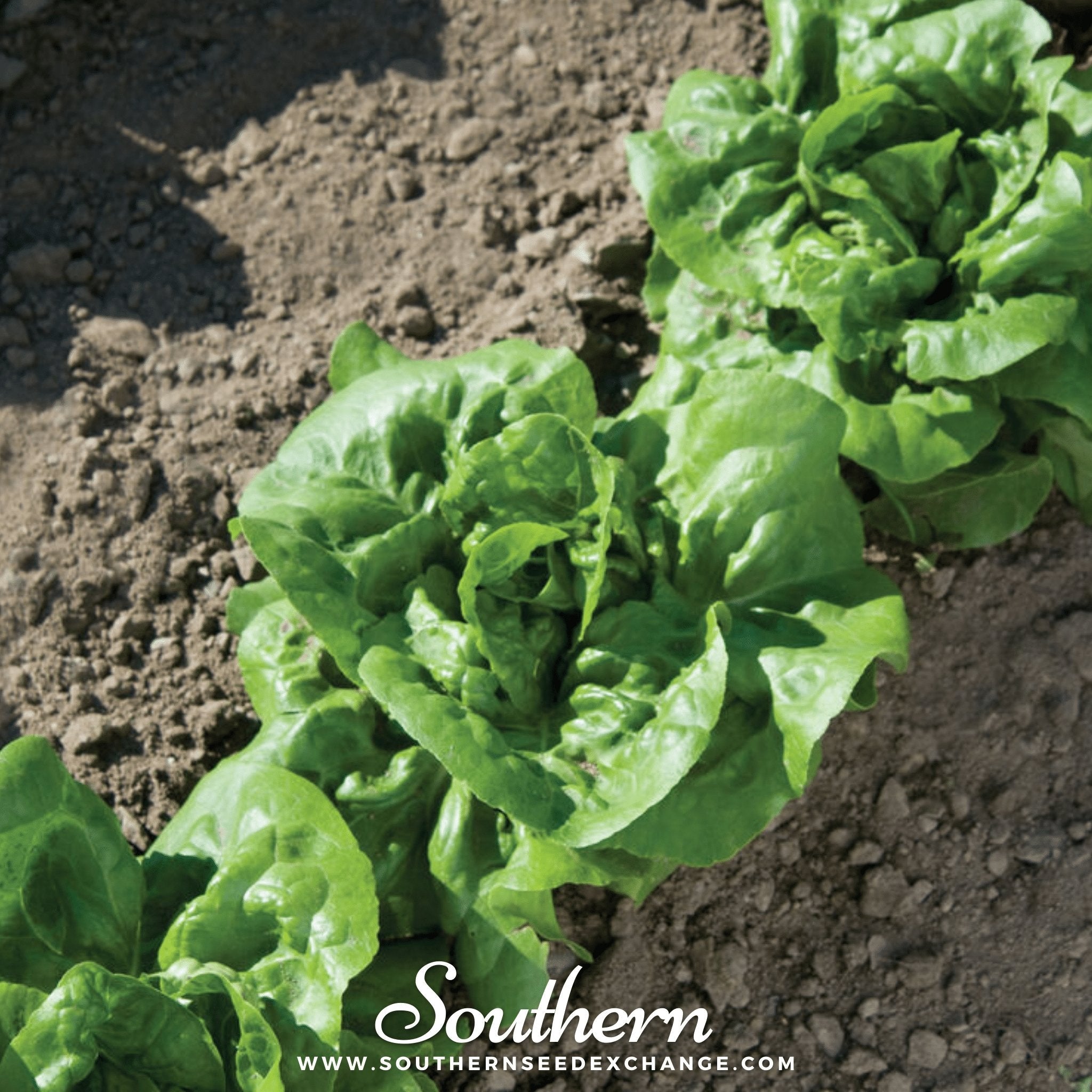 Buttercrunch Lettuce 500 Seeds Fresh Vegetable Garden Planting Pack Heirloom