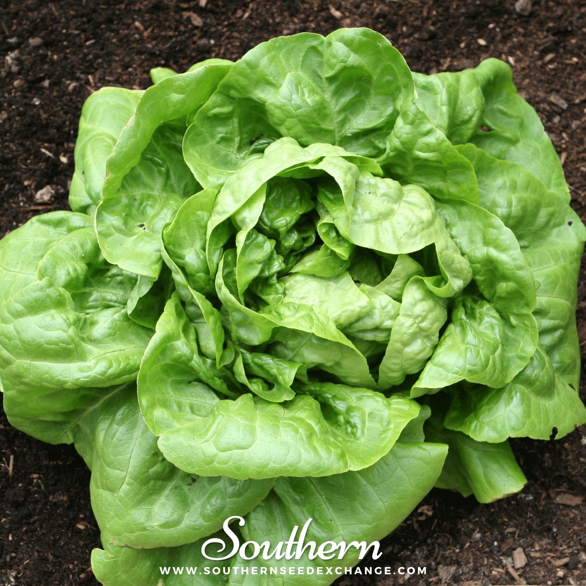 Buttercrunch Lettuce 500 Seeds Fresh Vegetable Garden Planting Pack Heirloom