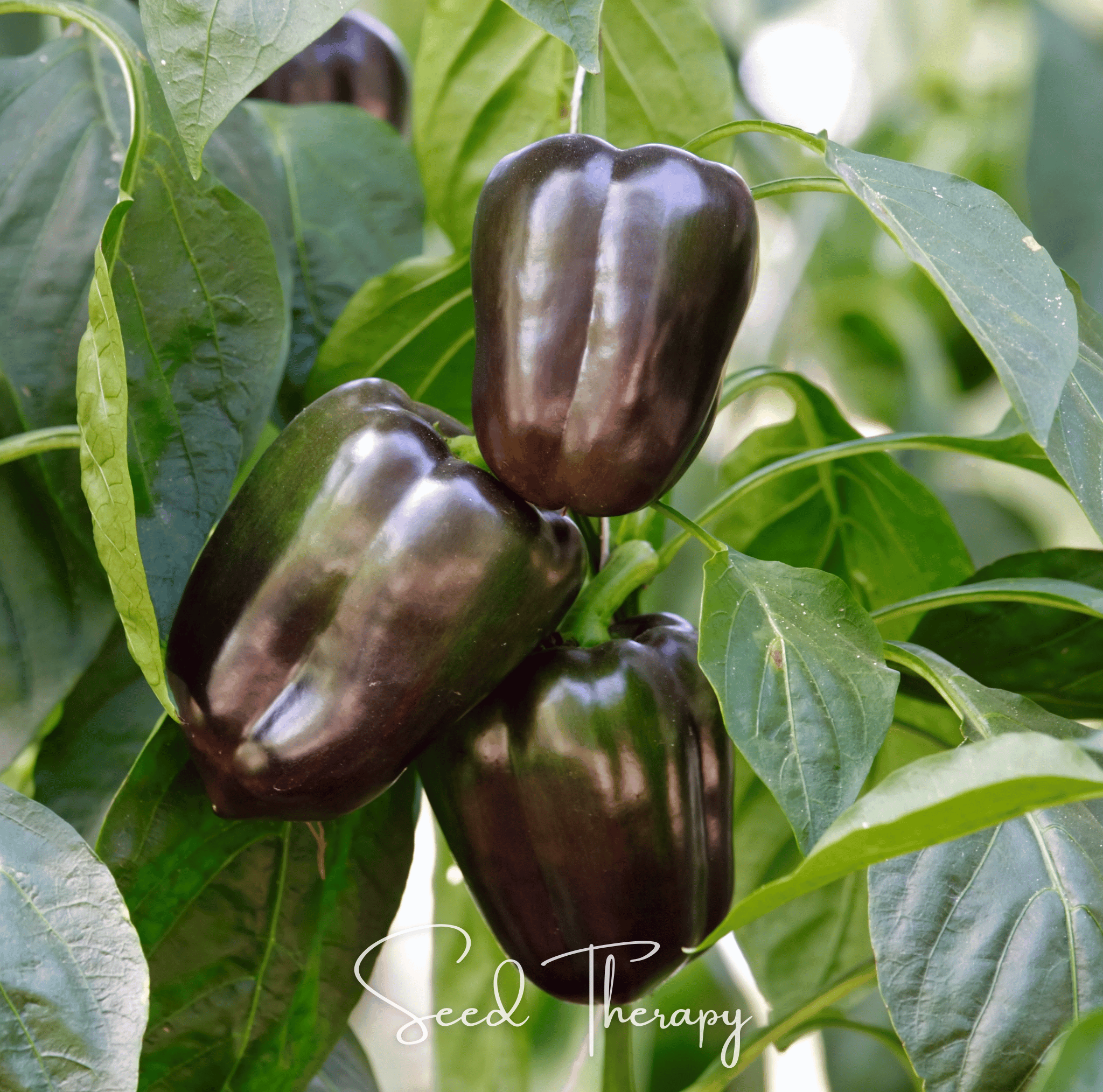 Chocolate Beauty Bell Pepper Seeds 30 Count Pack