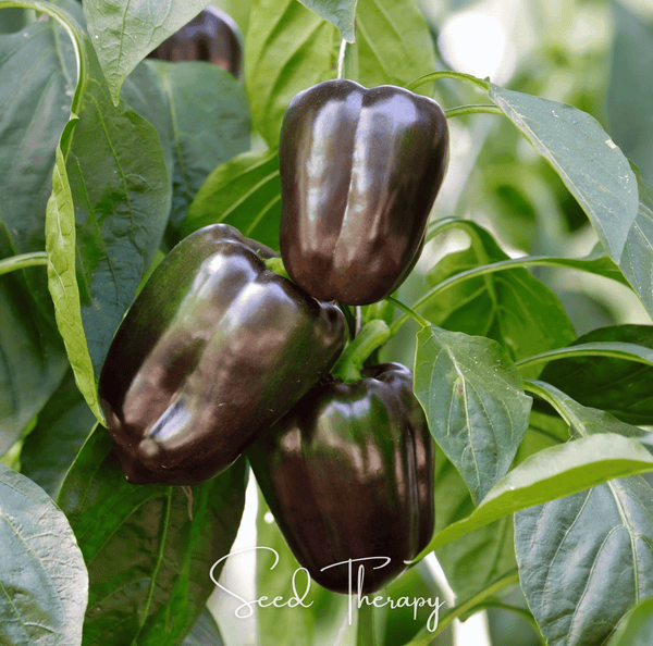 Chocolate Beauty Bell Pepper Seeds 30 Count Pack