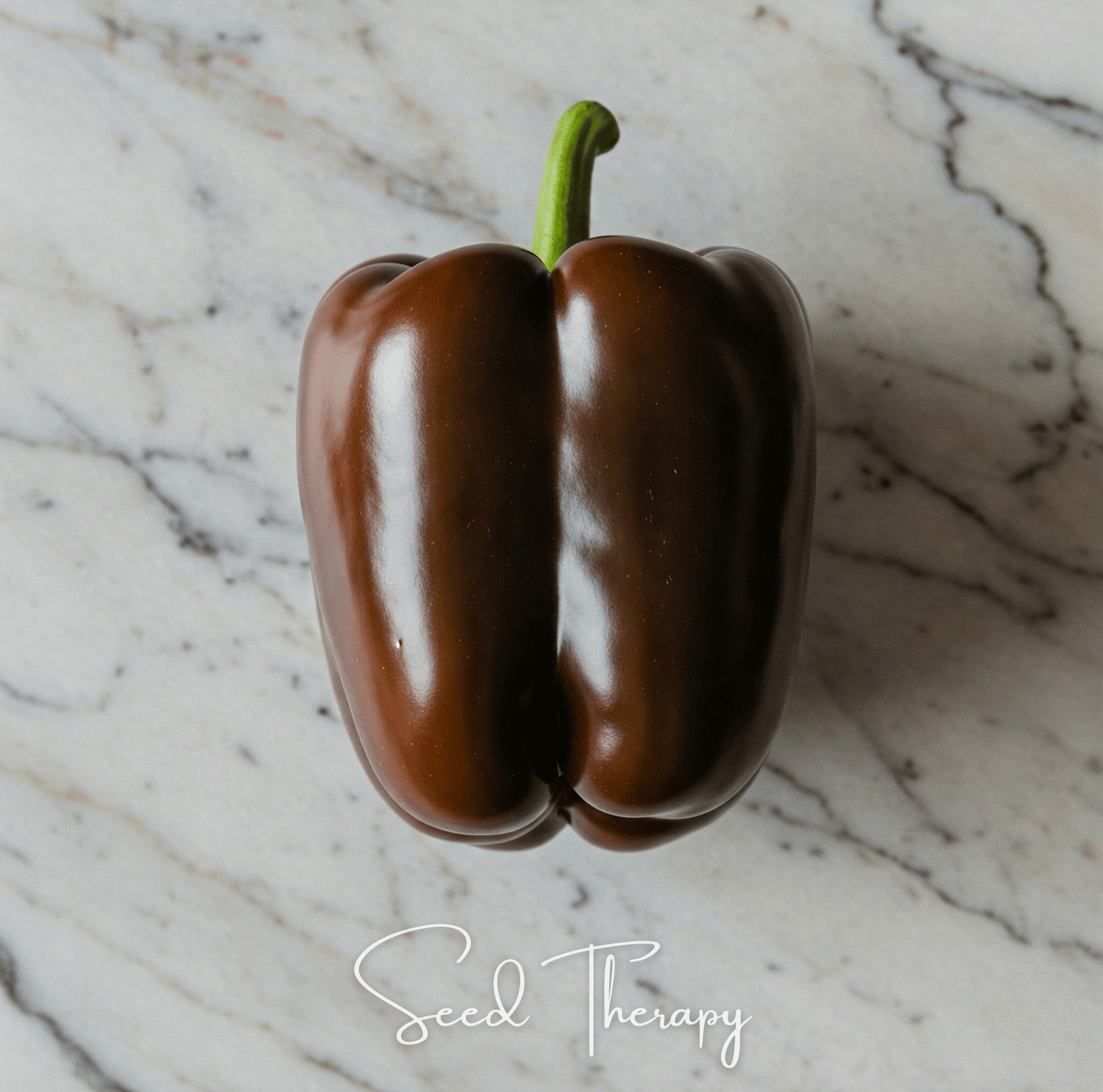 Chocolate Beauty Bell Pepper Seeds 30 Count Pack