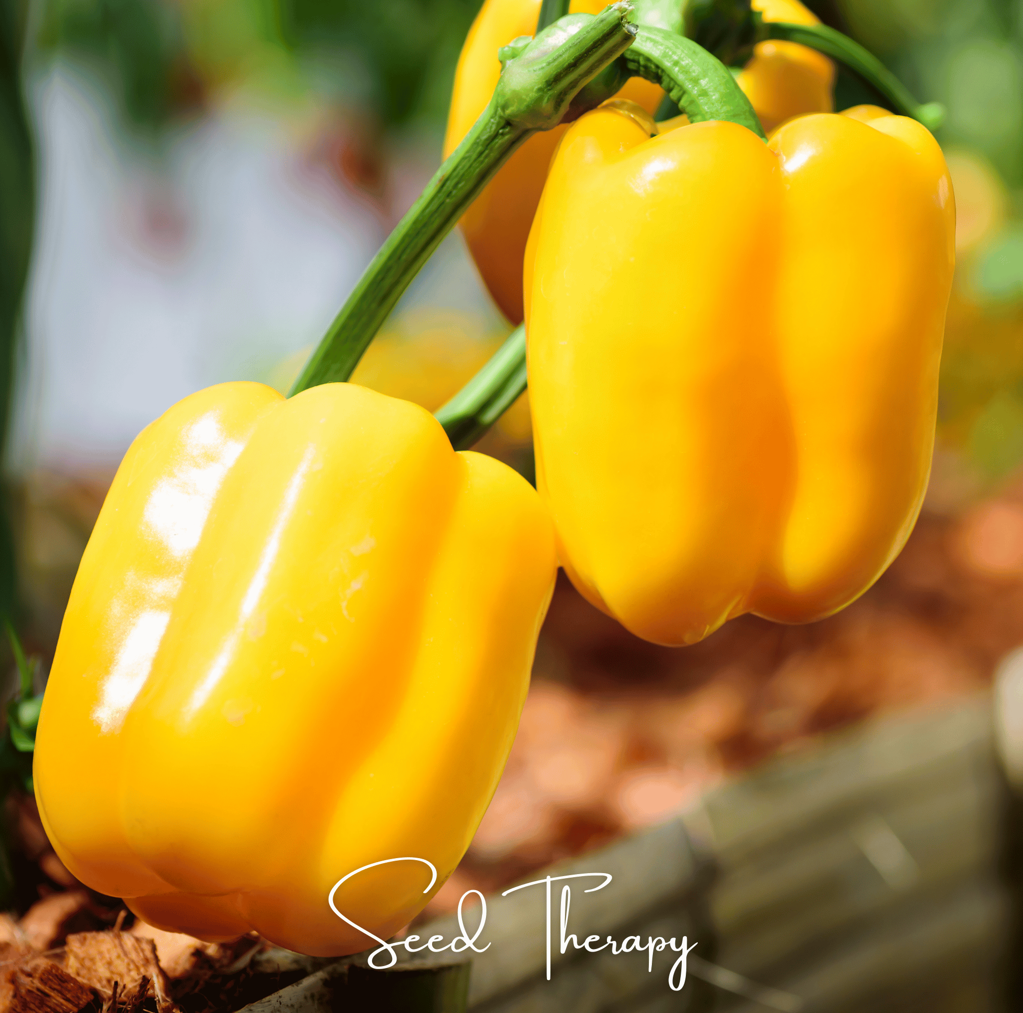 Sunbright Bell Pepper 30 Seeds Sweet Vegetable Garden Planting Pack