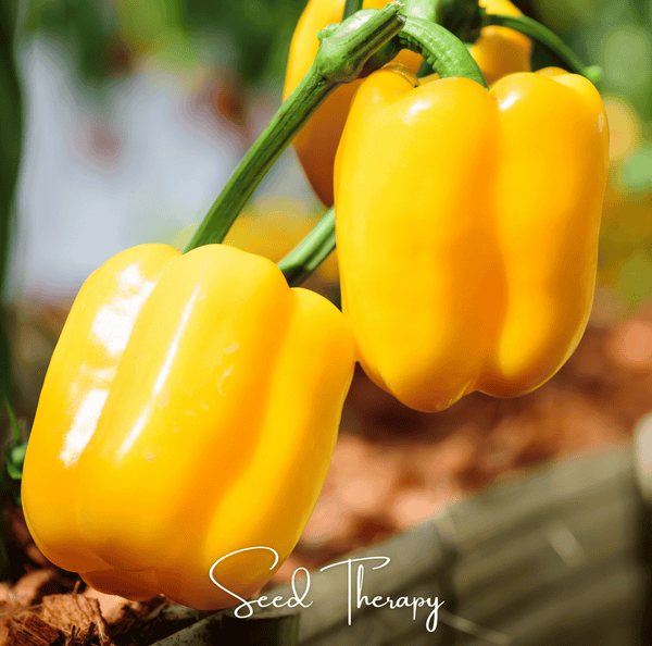 Sunbright Bell Pepper 30 Seeds Sweet Vegetable Garden Planting Pack