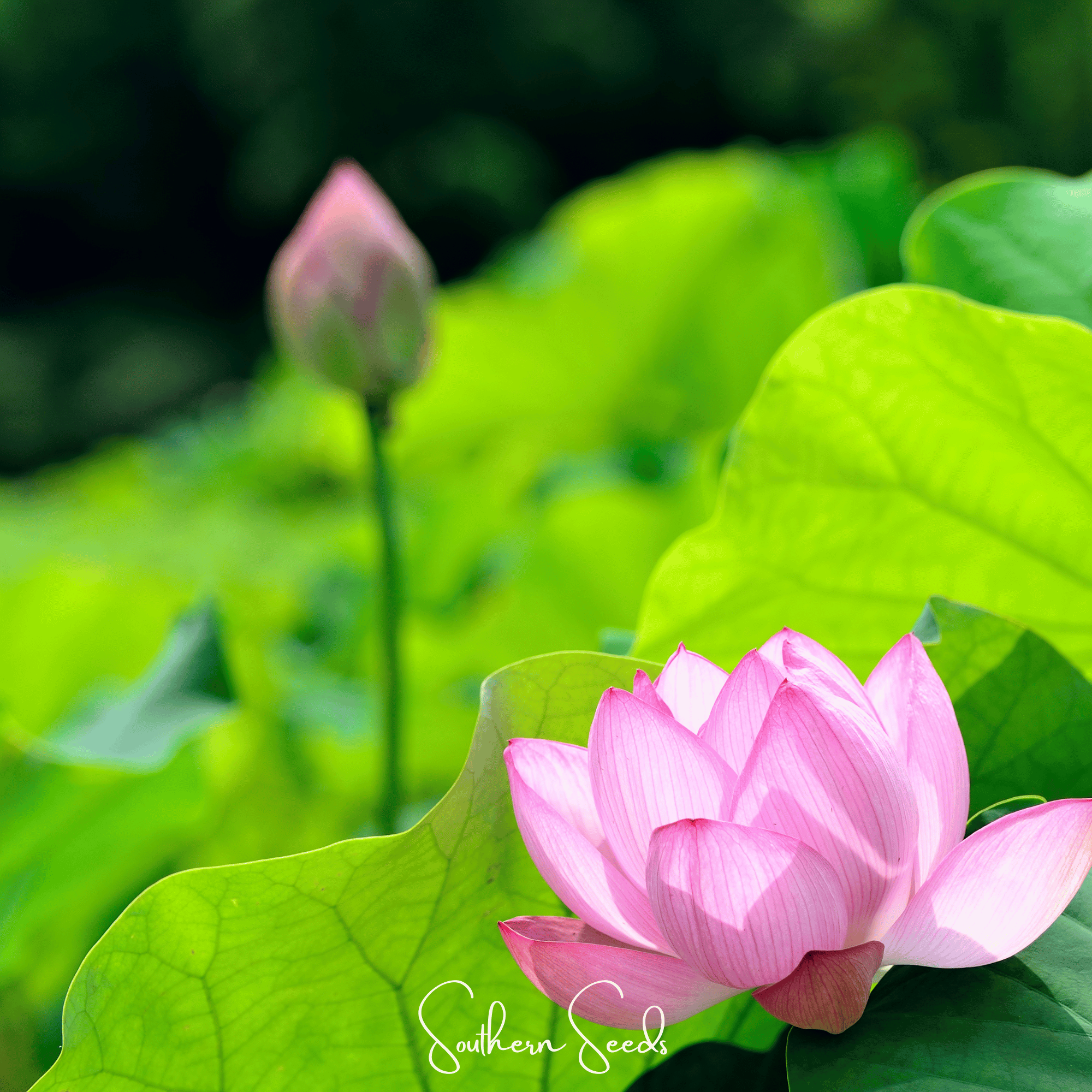 Sacred Lotus Bonsai 5 Seeds Aquatic Flower Plant Growing Pack