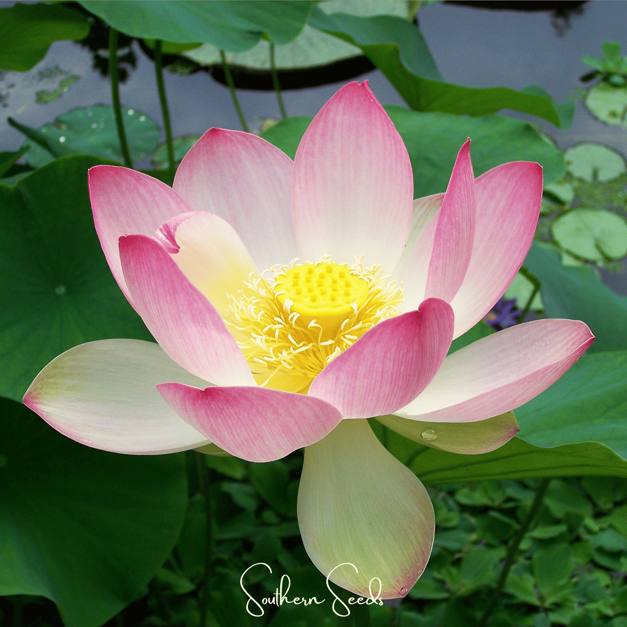 Sacred Lotus Bonsai 5 Seeds Aquatic Flower Plant Growing Pack