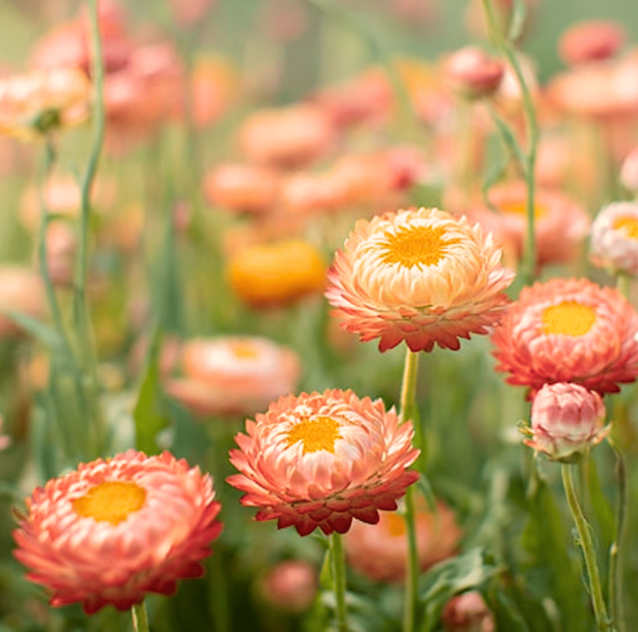 Apricot Peach Strawflower Flower Seeds – 25 Pieces