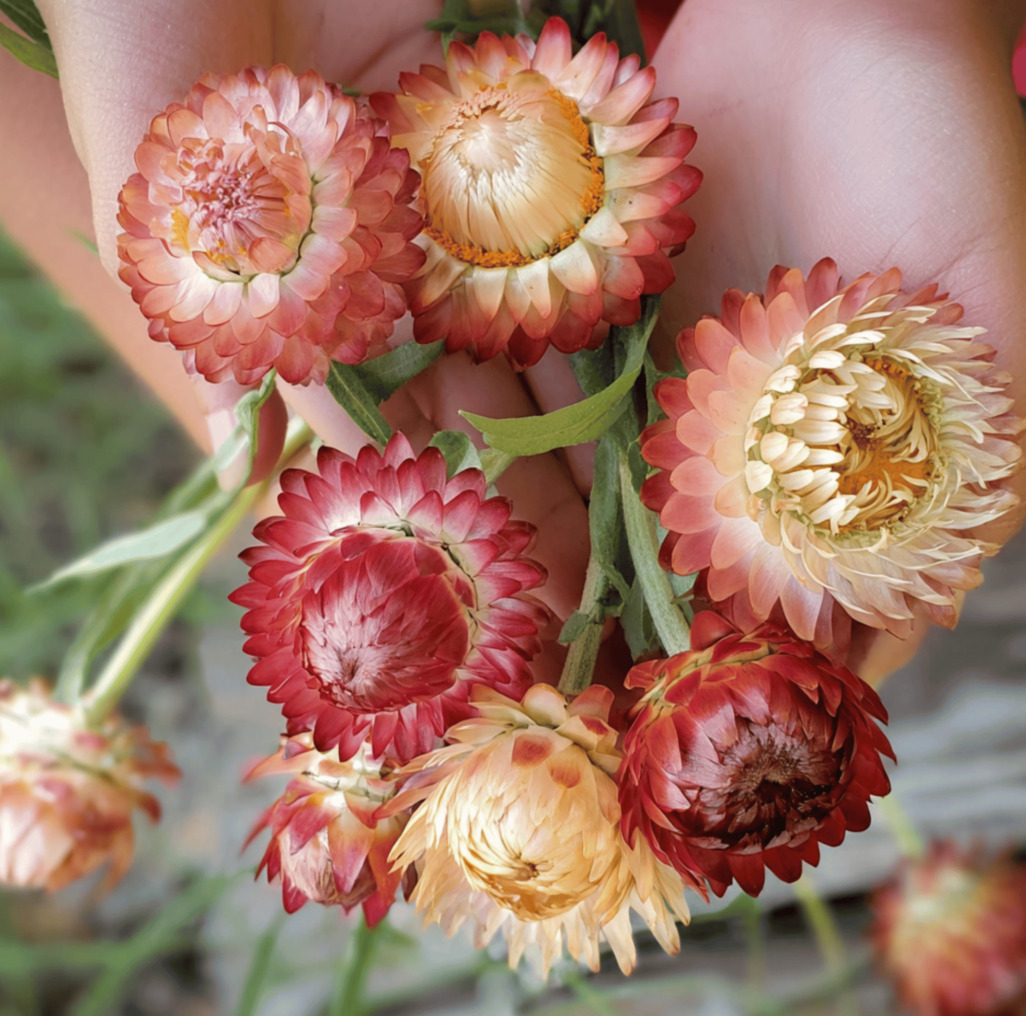 Apricot Peach Strawflower Flower Seeds – 25 Pieces