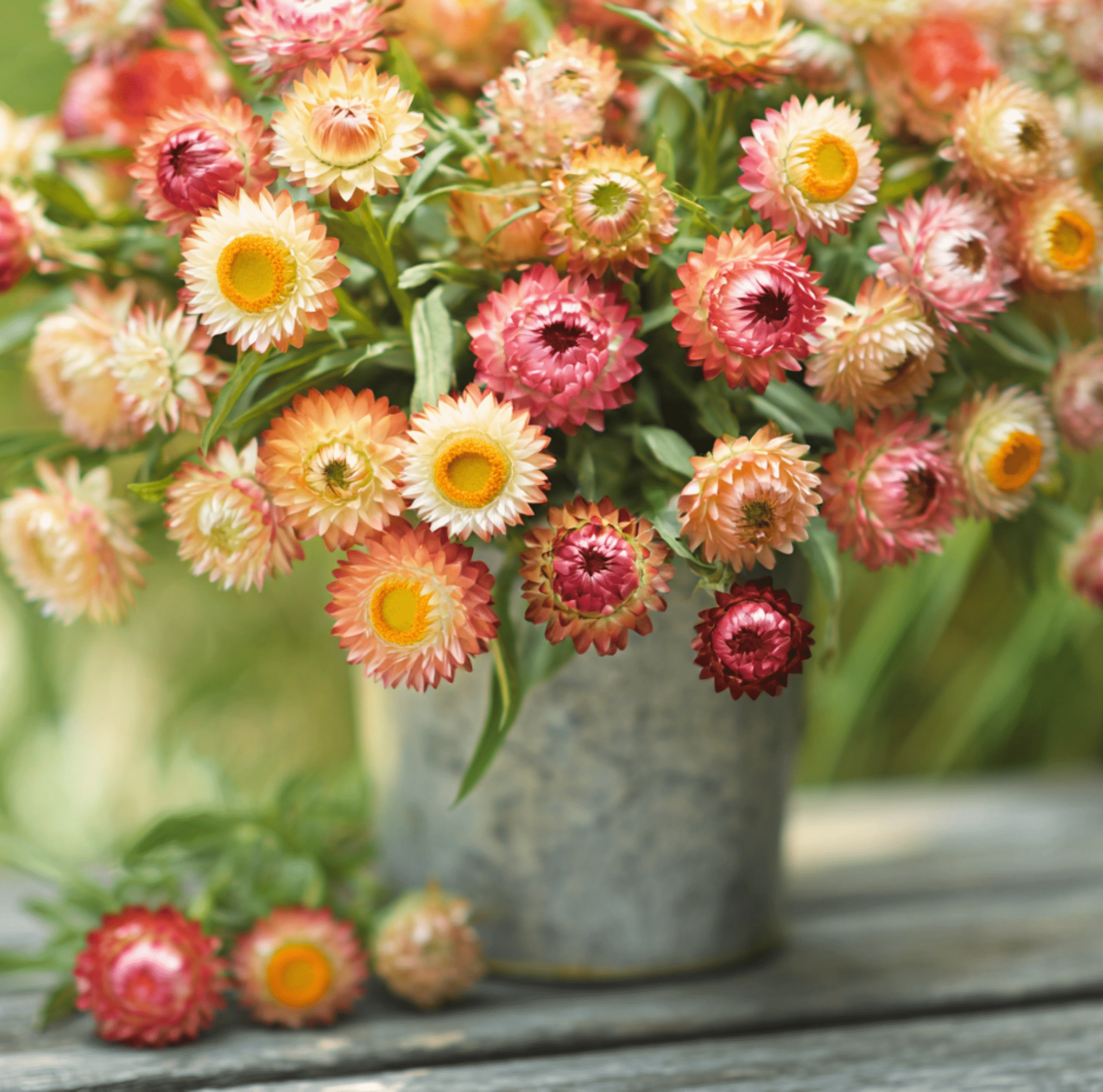 Apricot Peach Strawflower Flower Seeds – 25 Pieces