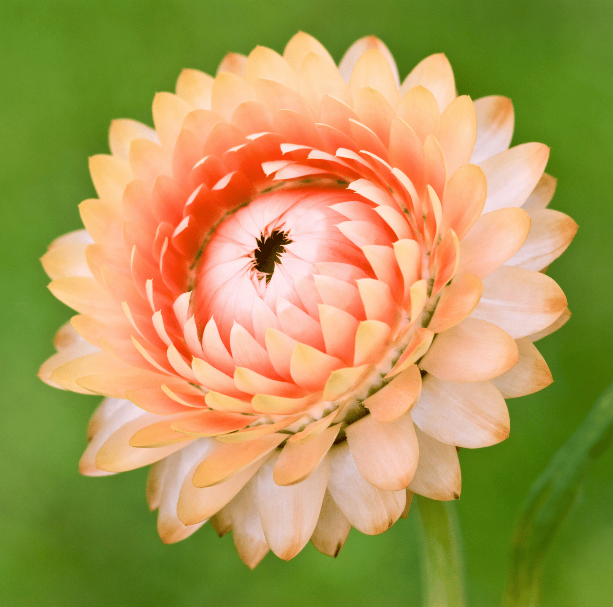 Apricot Peach Strawflower Flower Seeds – 25 Pieces
